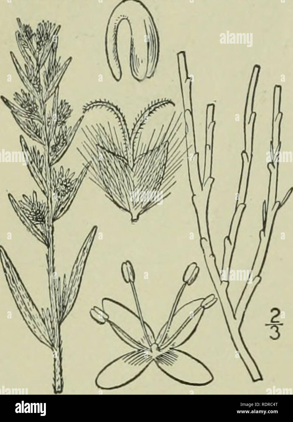 . An illustrated flora of the northern United States, Canada and the British possessions : from Newfoundland to the parallel of the southern boundary of Virginia and from the Atlantic Ocean westward to the 102nd meridian. Botany. CHENOPODIACEAE.. embryo nearly annular in the mealy endosperm, its radicle pointing downward. [From the Greek for hoariness or mould.] Two known species, the following of western North America ; the other, of western Asia and Europe is^the generic type. I. Eurotia lanata (Pursh) ]Ioq. American Eurotia. White Sage. Fig. 1703. Diotis lanata Pursh, Fl. Am. Sept. 602. 18 Stock Photo