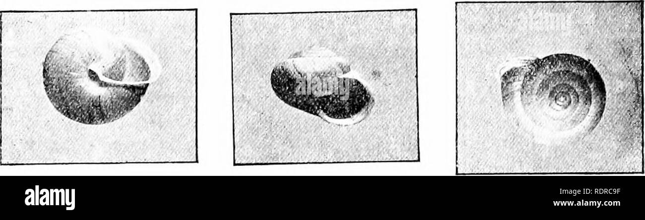 . Mollusca ... Mollusks. ETJLOTA. 203 non cincta, pallide cornea sive vitrea). Anfract. 5. Apertura parum obliqua, rotundato lunari. Perist. tenui, reflexiuseulo. &quot; Diam. 0-62 [ = 16 ram.] ; alt. 0-P.4 [ = 9 mm.].&quot; (Theobald.) Hah. Burma : Banks of Irrawaddv, between Aa and Prome (ThiohaU); Prome, Thyet Myo, Tsagain, Pagan, Manwyne (Andd-son, Blanford). 176. Eulota schanorum, MiJllendorff. EuJota schanorum, MoUendorft', Nadir. Pjlatt D. Malak. Ges. xxxi, 1899, p. 165. Original description :—&quot; T. anguste et semiobteote umbilicata, conoideo-globosa ant globoso-eonoidea, solidula, Stock Photo