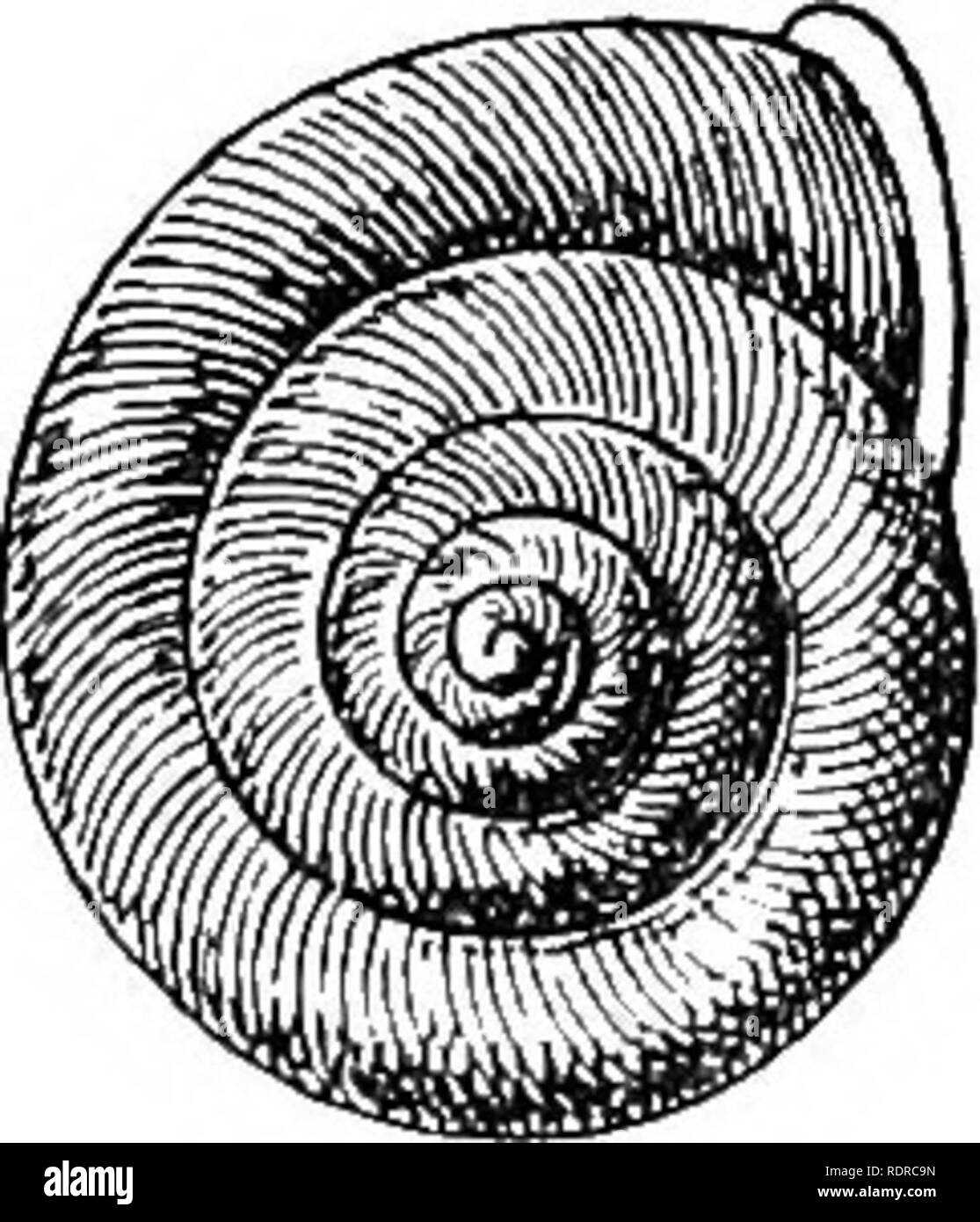 . Mollusca ... Mollusks. Kg. 81.—Chloritis theoialdi. fProm Proo. Malac. Soc. London.) A specimen in the Hungerford collection of the British Museum I also refer to C. theobaldi. It is a trifle smaller than the type, measuring 24 : 20 : 15 mm., and exhibits a very faint trace only of the supra-peripheral band near the peristome. The two species approach G. franciseanorum, Gredler, a Chinese form. 0. theobaldi especially bears a striking resemblance, but has the umbilicus a little more contracted, the spire is relatively higher, and the aperture is less dilated laterally, while the columellar m Stock Photo