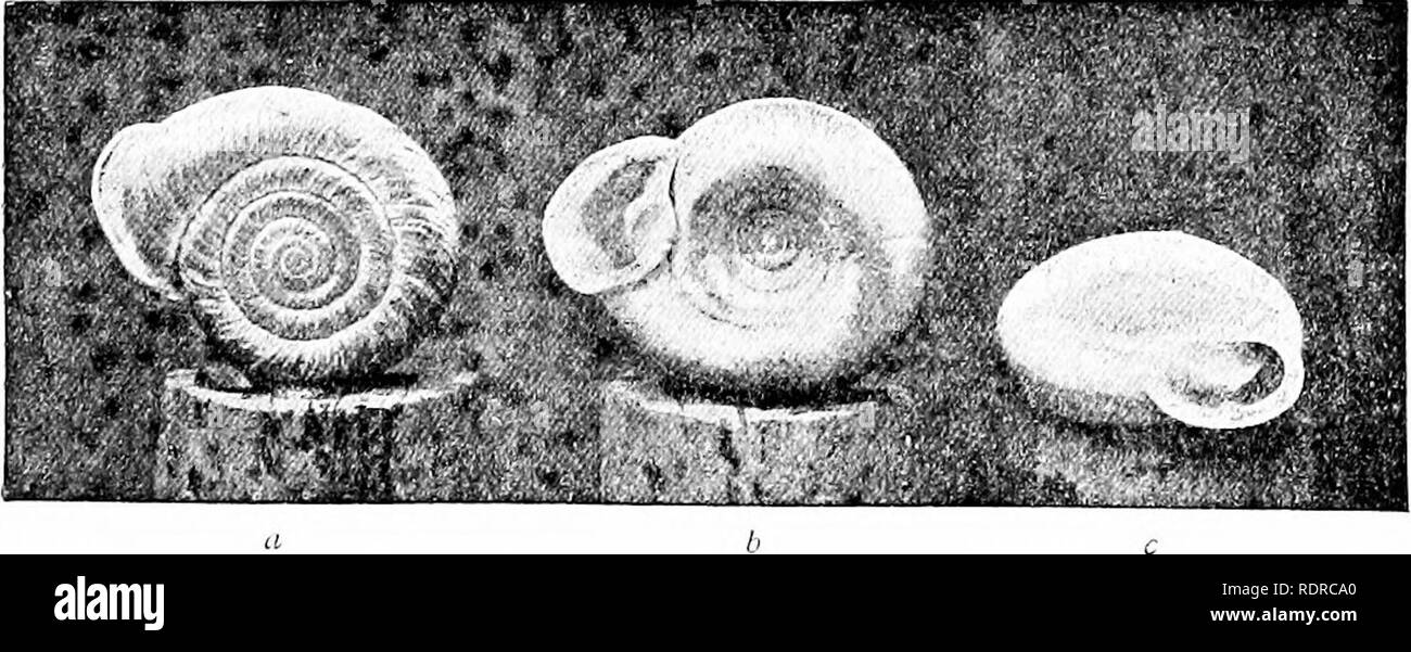 . Mollusca ... Mollusks. Fig. 78.—PleciopijUs rejxrciissa. complicated, being of the same type as in Pleetopijlis Icarenorum. These two species, together with FUctopijlis hensoni, P. aivjaina, and P. lintera;, form a distinct group, connected with the group of P. ponsonhji by a transilion form, P. cairnsi. A long, stout, horizontal median fold, given off at the apertural ridge, proceeds parallel with the last whorl for a quarter of the length of that whorl, when it gives ofi a shortly descending, slightly reflected. Please note that these images are extracted from scanned page images that may  Stock Photo