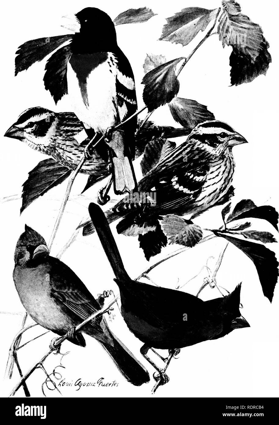 . Birds of New York. Birds. BIRDS OF NEW YORK Memoir 12. N. Y. State Museur Plate 85. ROSE-DREASTED GROSBEAK Zamelodia ludoviciana (Linnaeus) ADULT MALE FEMALE IMMATURE MALE IN *&quot;^&quot;^';&quot;pp|^^,  Cardinalis cardinalis cardinahs (Linnaeus) All I nat. size. Please note that these images are extracted from scanned page images that may have been digitally enhanced for readability - coloration and appearance of these illustrations may not perfectly resemble the original work.. Eaton, Elon Howard, 1866-1934; Noyes, Nicholas H. fmo. Albany, University of the State of New York Stock Photo