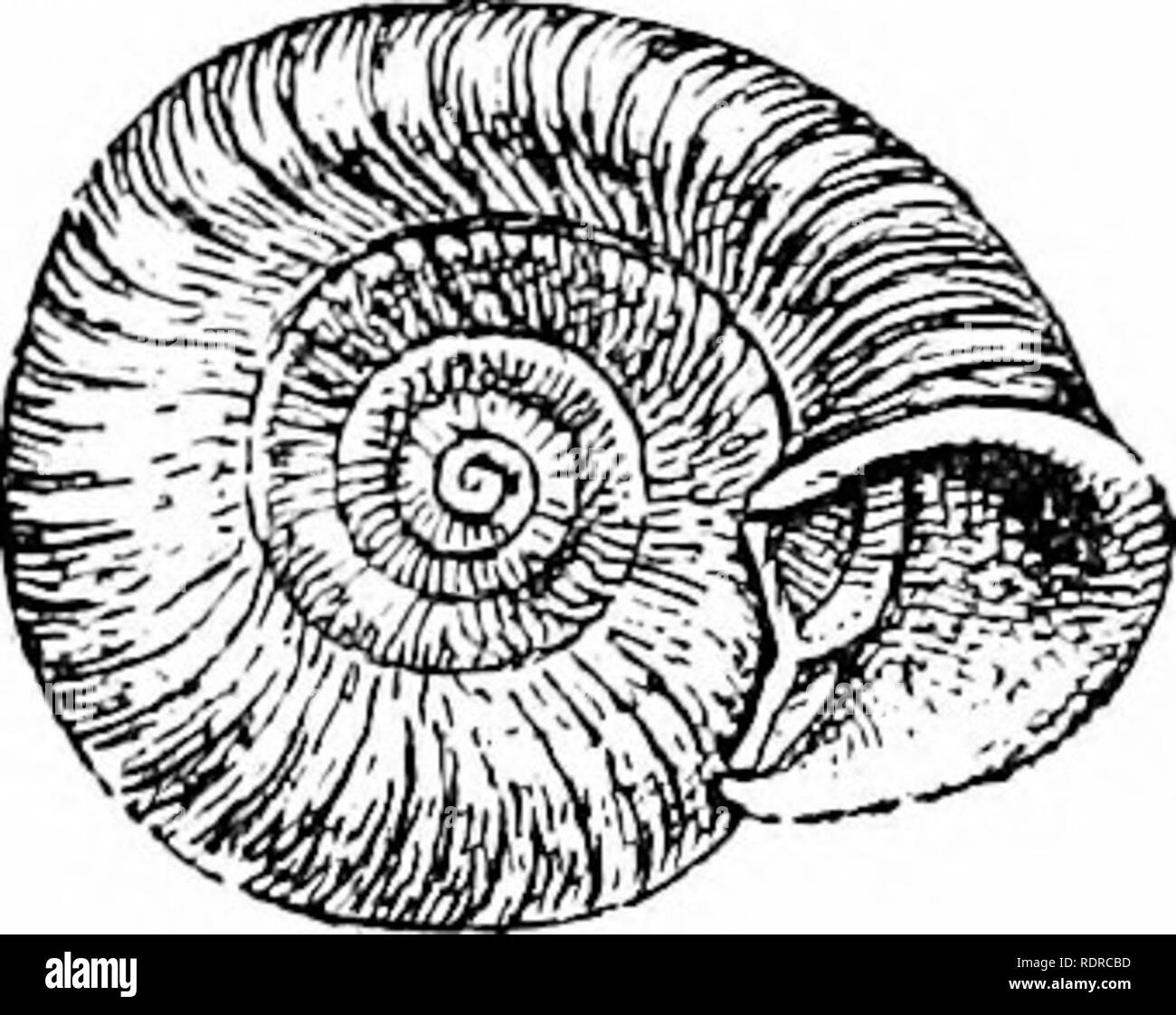 . Mollusca ... Mollusks. PLECTOPYLIS. 137 Helix (Atnpa (Plectopylis)) aiir/mna, Tryon, Man. Conch, ser. 2, iii, 1887, p. 165, pi. 35, fi^^. G. Plectopylis (s.s.) anr/uina, Glide, Science Gossip, N. s. vi, 1899 p. 148. Original description:—&quot; Testa sinistrorsa, distorta, planorboidea, glabra, fusco-castanea; infra radiatim flammulata, vix concava; spira planulata ; ani'r. 5h convexiusciilis, ultimo ad periplieriam sub-angulato ; apertura despecta, perobliqua, .semi-elliptica, peri- stomate rufo, revoluto, callo angulato baud appresso, conjimcto : lamella alba secundum anfraotum penultimum  Stock Photo