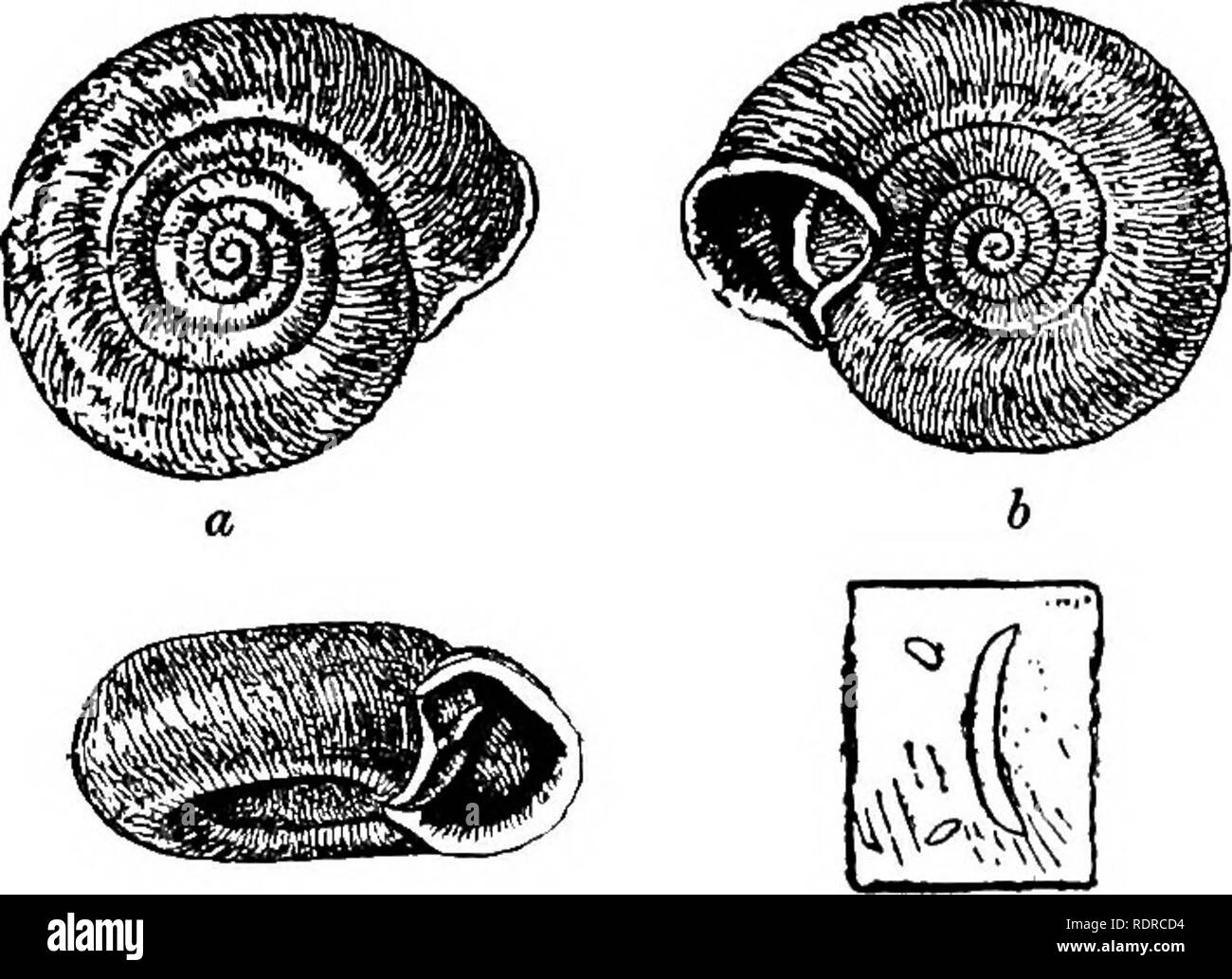 . Mollusca ... Mollusks. 116 helicid;e. Original descnption:—&quot; Shell dextra], discoid, widely umbili- cated, rufous brown, coarsely and regularly ribbed, with scarcely visible microscopic sculpture above, but strongly decussated with spiral lines below, suture impressed. Whorls 6, convex, slowly increasing, the last rapidly widening towards the aperture, not angulated above, shortly descending in front. Aperture sub- triangular ; peristome light brown, a little thickened and reflexed, the margins converging; parietal callus with a strongly raised flexuous ridge, separated from both margin Stock Photo