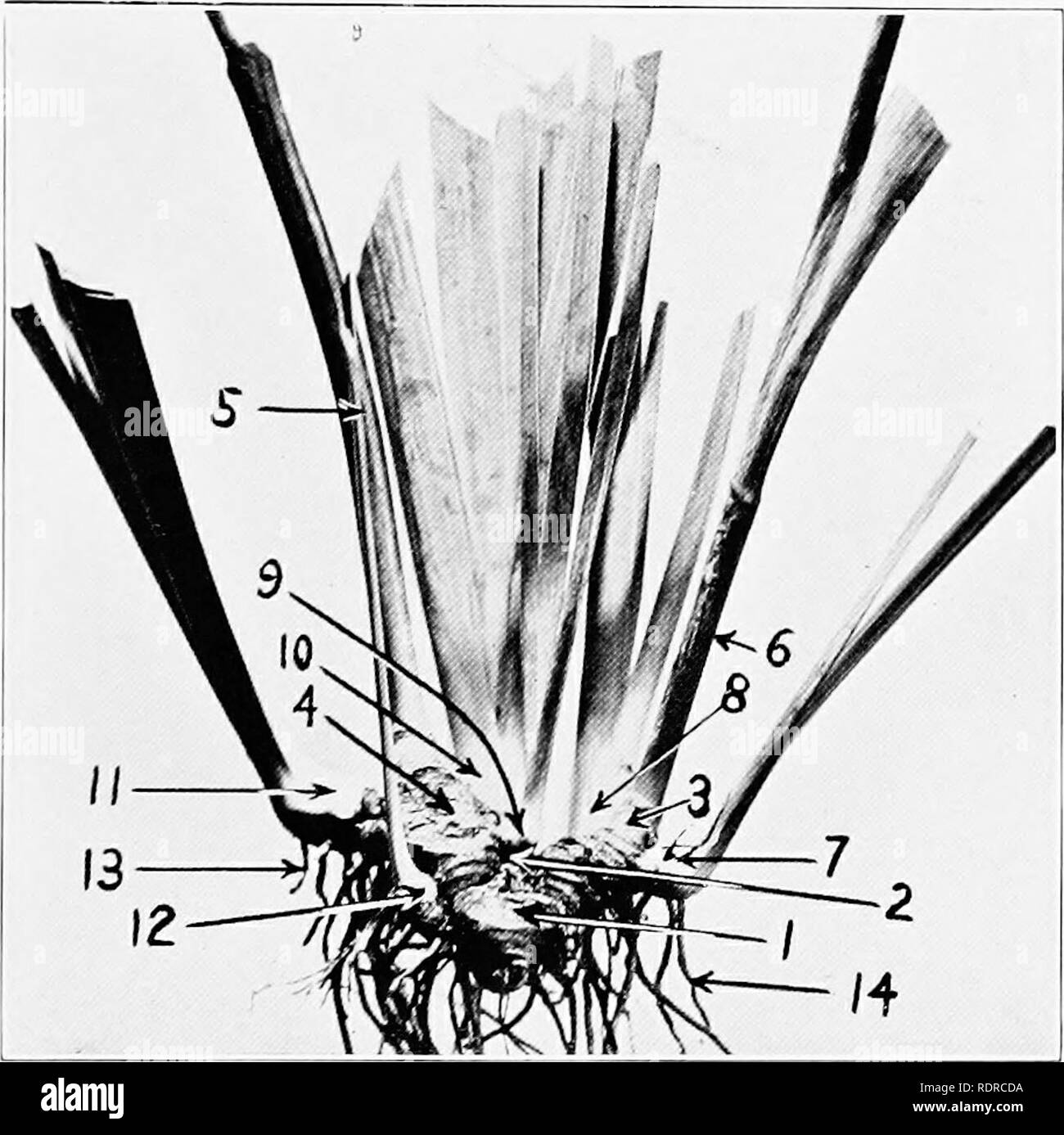 . Tall bearded iris (fleurdelis) a flower of song; names, classification, structure, planting