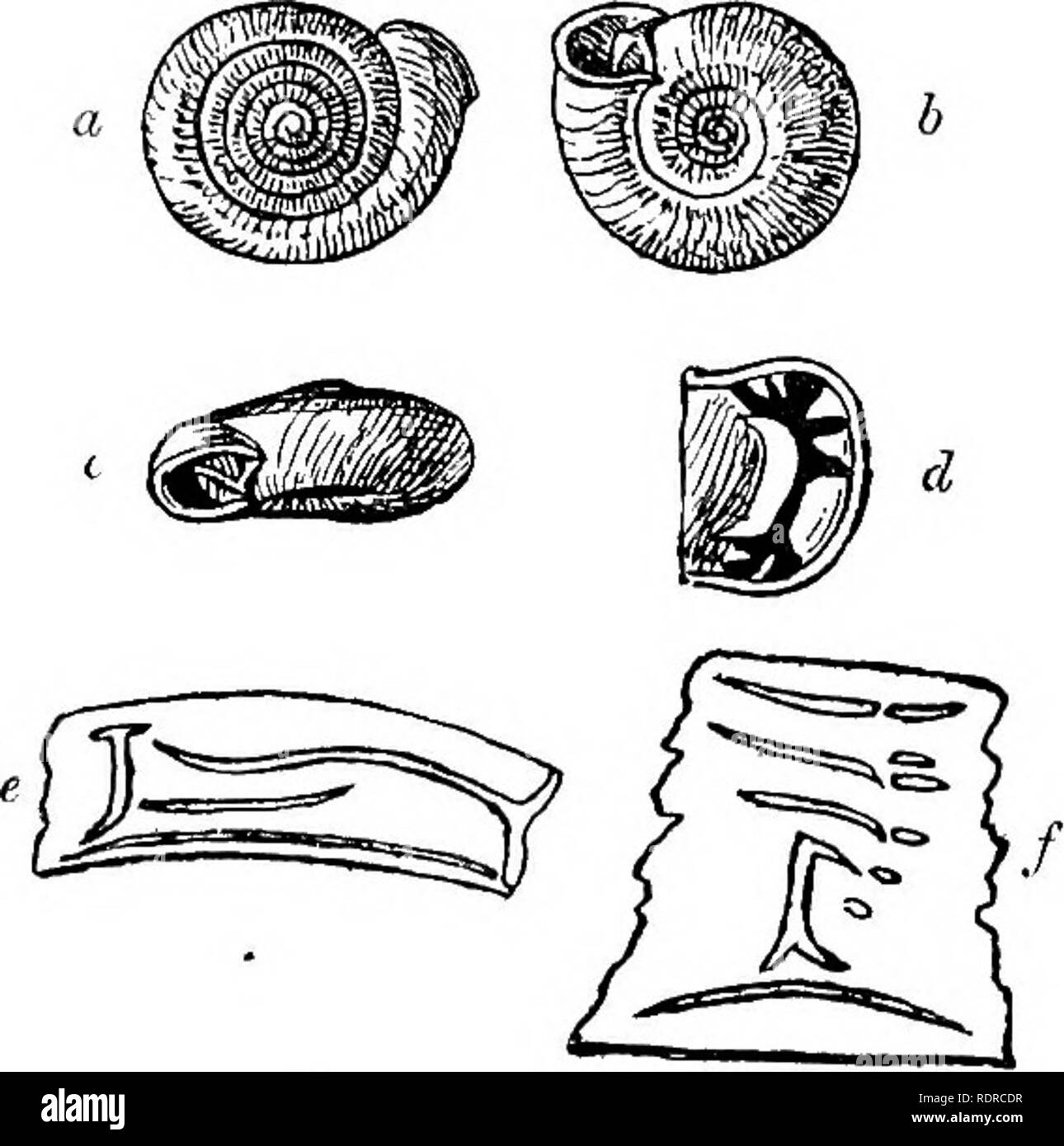 . Mollusca ... Mollusks. 104 HBLIOIDJE. flattened, apex a little raised. Whorls six to seven, increasing slowly and regularly, flattened above, rounded below, the last angulated above the periphery and round the umbilicus, and descending shortly and abruptly in front. Aperture heart-shaped ; peristome white, scarcely thickened, a little reflected; the mar- gins united by an elevated sinuous ridge on the parietal callus, notched at the lower junction. Umbilicus wide and deep. Parietal wall with a thin vertical plate, strongly deflected posteriorly below, and giving off a short horizontal ridge  Stock Photo
