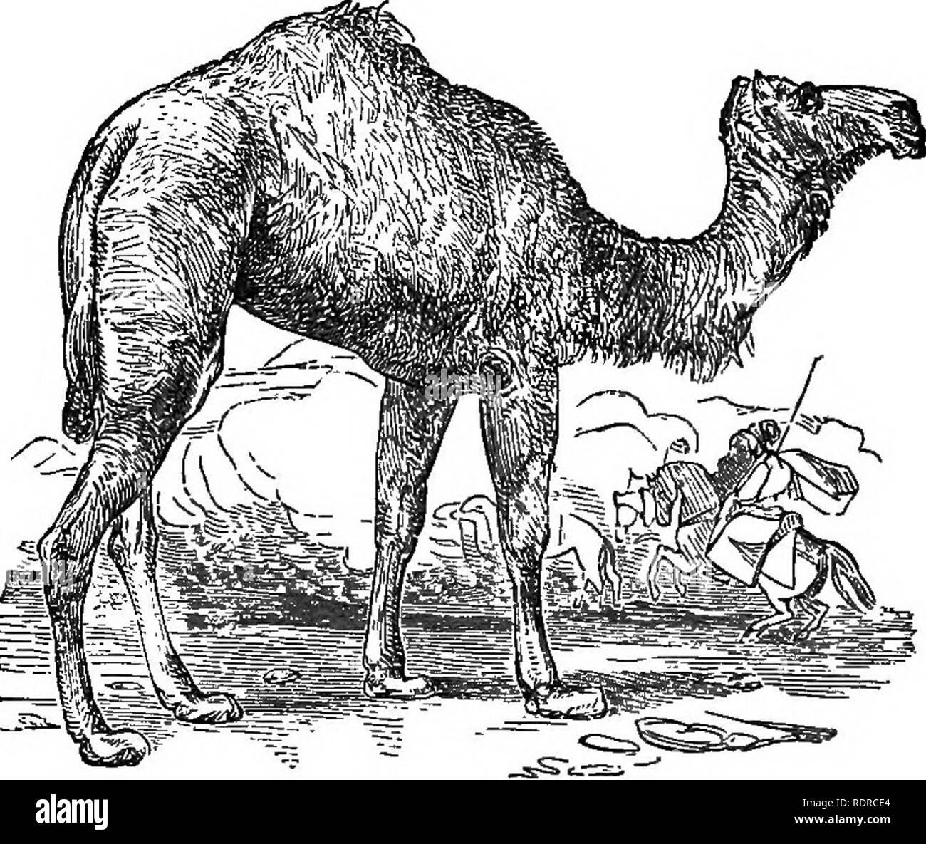 . Natural history. For the use of schools and families. Zoology. 104 NATUEAL HISTORY.. Fig. 89 ^The Arabian CameL I'll. The Arabian Camel has been called very appro- priately &quot; the ship of the desert.&quot; It is especially fitted in many respects for traveling across the wide deserts in that quarter of the 'world. Its broad elastic cushions on its feet afibrd it a firm footing on the sand. The callous surfaces on its chest and limbs defend it from the heat of the sand as it takes its rest. The eye is shielded from the glaring light of the sun by a brow hanging over like a roof, and by it Stock Photo
