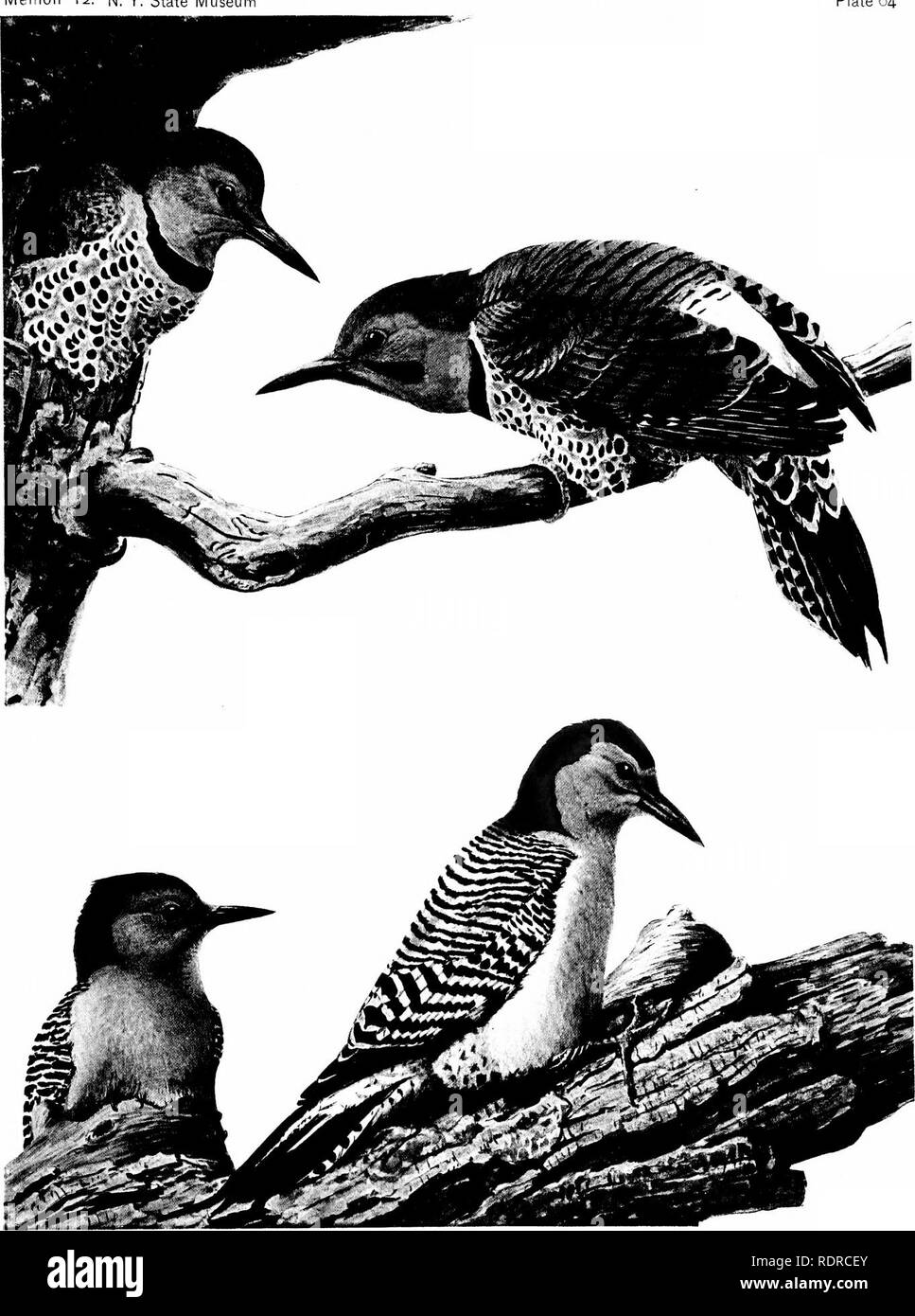 . Birds of New York. Birds. ItlllDS OF XK^V VOUK Memoir 12. N. Y. State Museu Plate 64. NORTHERN FLICKER Colaples auralus luleus Bnngs RED-BELLIED WOODPECKER Ccniurus caroUnus (Unnaeua) FEMALE , ^ . &quot;*1-E 5 nat. size. Please note that these images are extracted from scanned page images that may have been digitally enhanced for readability - coloration and appearance of these illustrations may not perfectly resemble the original work.. Eaton, Elon Howard, 1866-1934; Noyes, Nicholas H. fmo. Albany, University of the State of New York Stock Photo