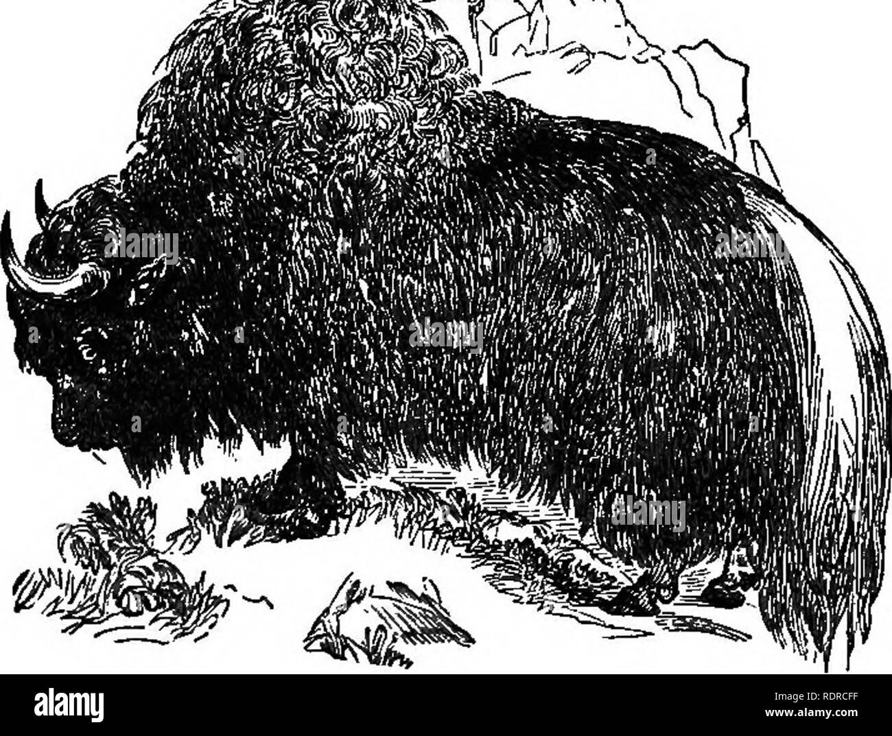 Buffalo skin robe Black and White Stock Photos & Images Alamy