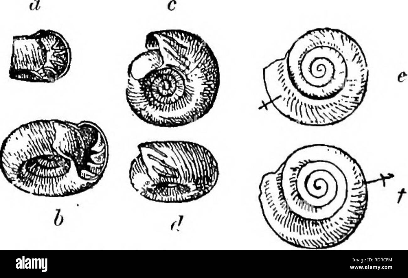 . Mollusca ... Mollusks. 68 HELICIDJE. CoriUa rivolii, Frauenfeld, Verb. If. K. zool.-bot. Ges. xix, 1869, p. 876; Tryon, Struct. Conch, iii, 1884, p. 33, pi. 94, fig. 24; Pilsbry, Man. Oonch. ser. 2, ix, 1894, p. 148, pi. 41, figs. 20-22 ; Gude, Science Gossip, n. s. iii, 1896, p. 91, figs. 8, 9 (shell and armature). Helix (Atopa) rivolii, Tryon, Man. Conch, ser. 2, iii, 1887, p. 156, pi. 33, figs. 11, 12. Original description :—&quot; H. testa alba, vitrea, utroque latere coneavo-planulata, ellipsoidea; spira irregulari, superne striata, inferne Isevigata; ant'ractibus gyratis, ultimo majors Stock Photo