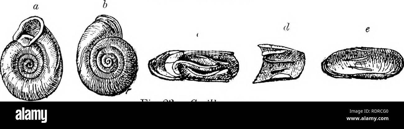 . Mollusca ... Mollusks. Fig. 'ii.—Corilla frija.. Pig. 23.—Corilla erronea.. Please note that these images are extracted from scanned page images that may have been digitally enhanced for readability - coloration and appearance of these illustrations may not perfectly resemble the original work.. Blanford, William Thomas, 1832-1905; Godwin-Austen, Henry Haversham, 1834-1923; Gude, Gerard Kalshoven, 1858-; Preston, Hugh Berthon, 1871-. London, Taylor and Francis; [etc. , etc. ] Stock Photo