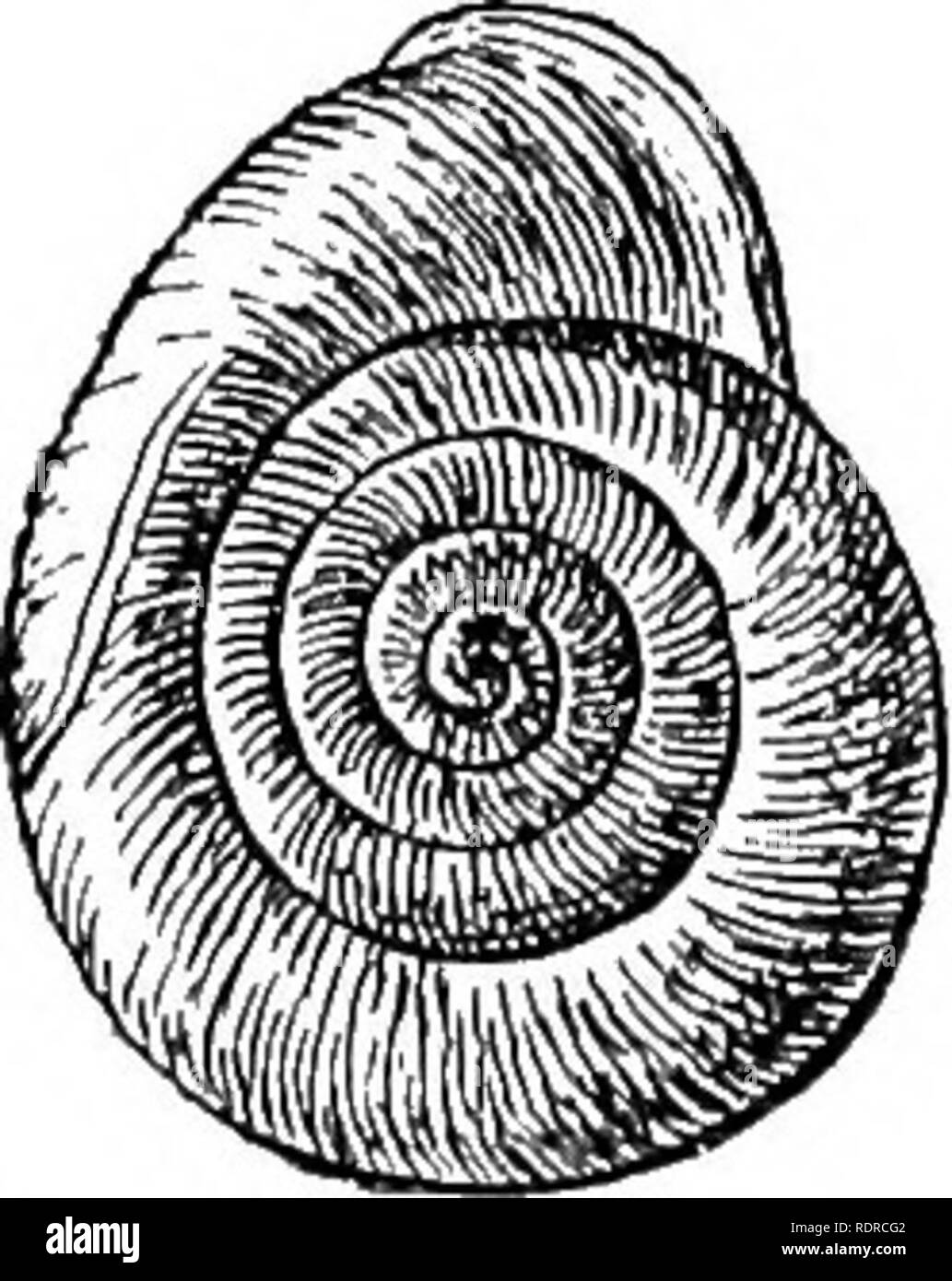 . Mollusca ... Mollusks. Fig. 'ii.—Corilla frija.. Please note that these images are extracted from scanned page images that may have been digitally enhanced for readability - coloration and appearance of these illustrations may not perfectly resemble the original work.. Blanford, William Thomas, 1832-1905; Godwin-Austen, Henry Haversham, 1834-1923; Gude, Gerard Kalshoven, 1858-; Preston, Hugh Berthon, 1871-. London, Taylor and Francis; [etc. , etc. ] Stock Photo