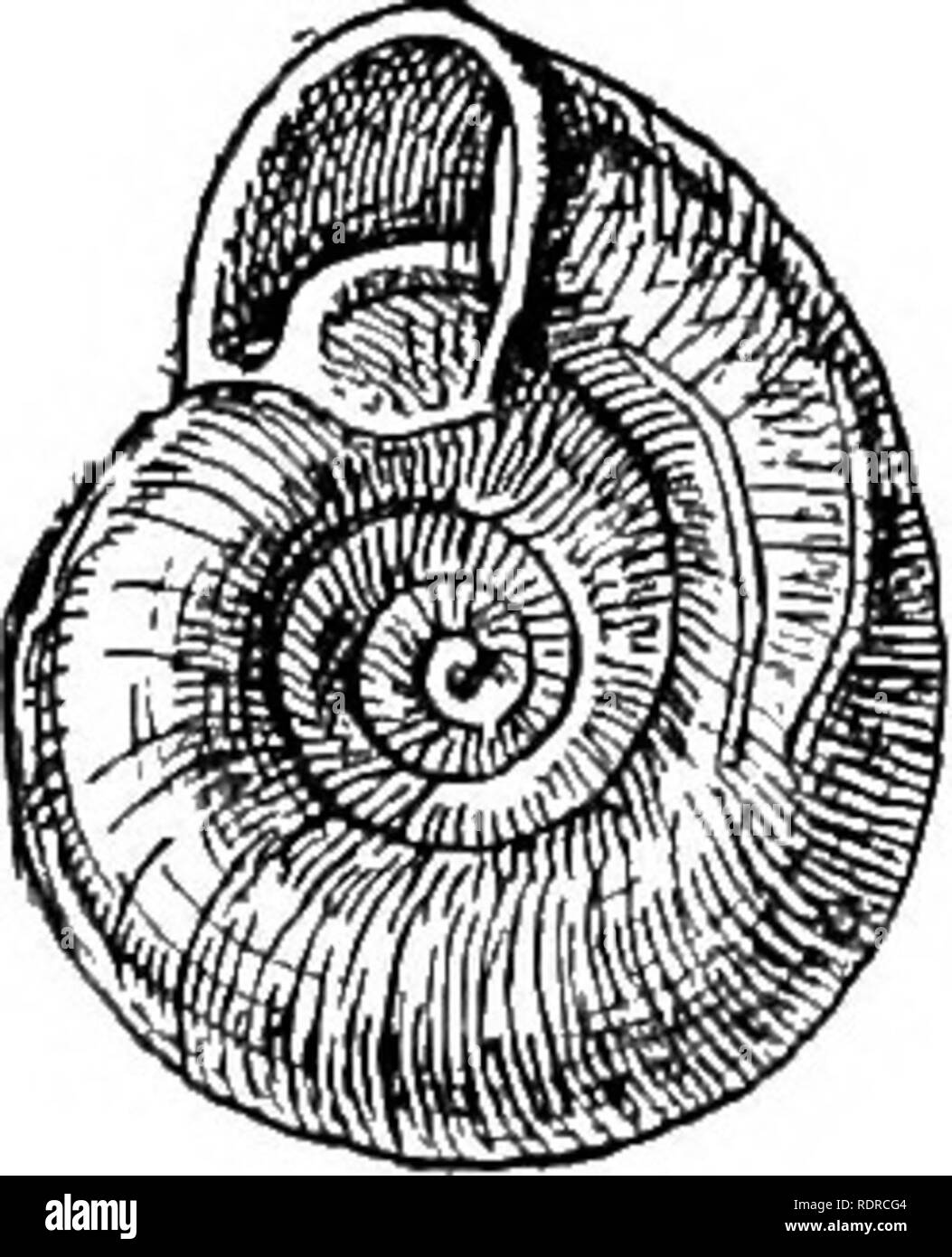 . Mollusca ... Mollusks. 66 HBLICIDjE. 74. Gorilla erronea, Alhers. HelLv rivoli, Pfeiffer (uon Deshayes), Mon. Ilelic. Viv. i, 1848, p. 407; Reeve, Conch. Icon, vii, 1852, pi. 78, fi^. 413; Pfeiffer, CoDch.- Cab., Ileliceeii, ii, 1852, p. 288, pi. Ill', figs. 16-19; iii, 18-53, pi. 160, iigs. 8-11,14, 15. Helix erronea. Albers, Zeits. Malak. x, 1853, p. 107 ; Kobelt, Illust. Conch. Buch, 1879, pi. 68, fig. 37; Brot, Journ. Conchyl. xii, 1864, pi. 2, figs. 7-9. Anchistoma (Corilla) erroneum, Adams, Gen. Rec. Moll, ii, 1865, p. 208. Corilla erronea, Frauenfeld, Verh. K. K. zool.-bot. Ges. xix,  Stock Photo