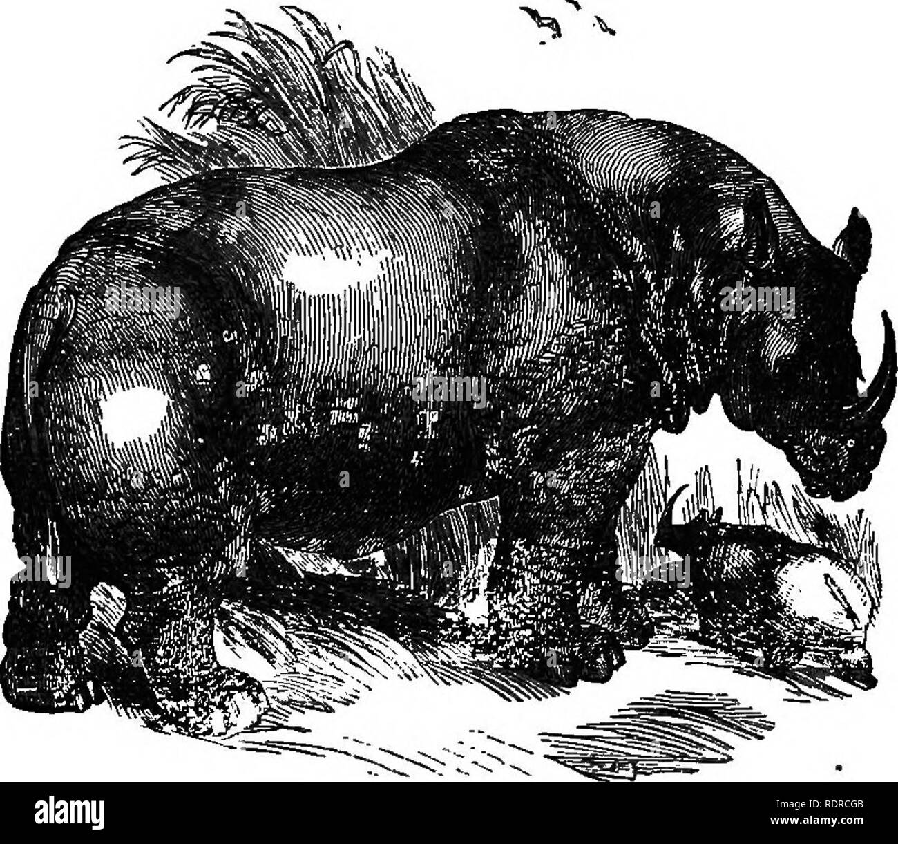 . Natural history. For the use of schools and families. Zoology. Fig. 70 The Babyrousaa. 142. There are seven species of the Rhinoceros. These are ungainly animals with short legs, approaching in size the Elephants. They are distinguished chiefly by their horns, which are in texture something like whalebone. Some species have two horns. Those that have one, as in Fig. 71, are called unicorns. These animals live an. Fig. ,T1.—^The Rliinoceroa. indolent life on the marshy borders of lakes and rivers, and are very fond of wallowing in mud. They are found in Asia and Africa.. Please note that thes Stock Photo