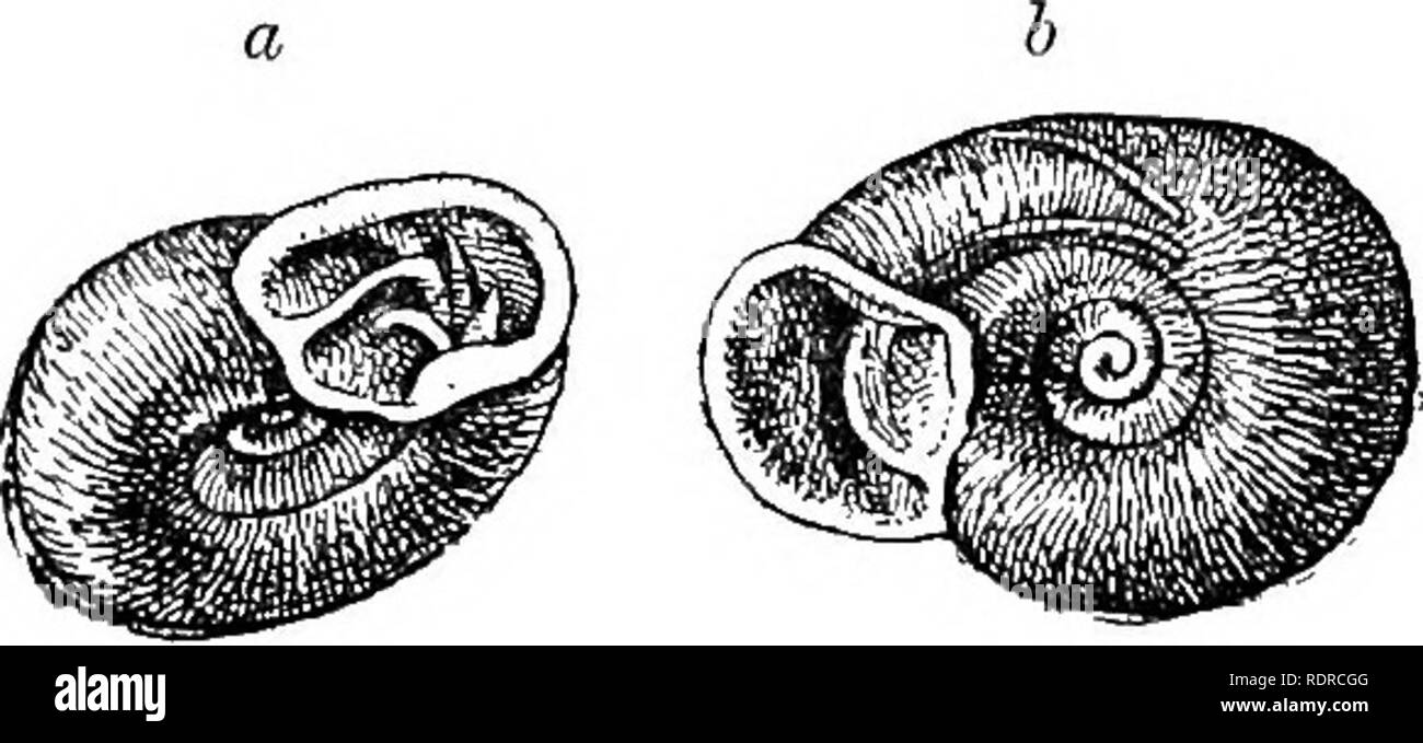 . Mollusca ... Mollusks. 60 HELICIDiE. palatal plates also are seen to be much broader than in the other species, and the three upper ones are much more oblique, re- sembling in this respect the immature plates found by me in three of the other species. In fig. 16 e a portion of the last whorl is drawn, in which the palatal plates nos. 1, 2, and 3 are shown as they appear through the shell, while fig. 16 b shows the entire shell from below with palatal plates nos. 3 and 4 shining through. The late Col. Beddome lent me several adult examples of this species for examination, one of which is of i Stock Photo