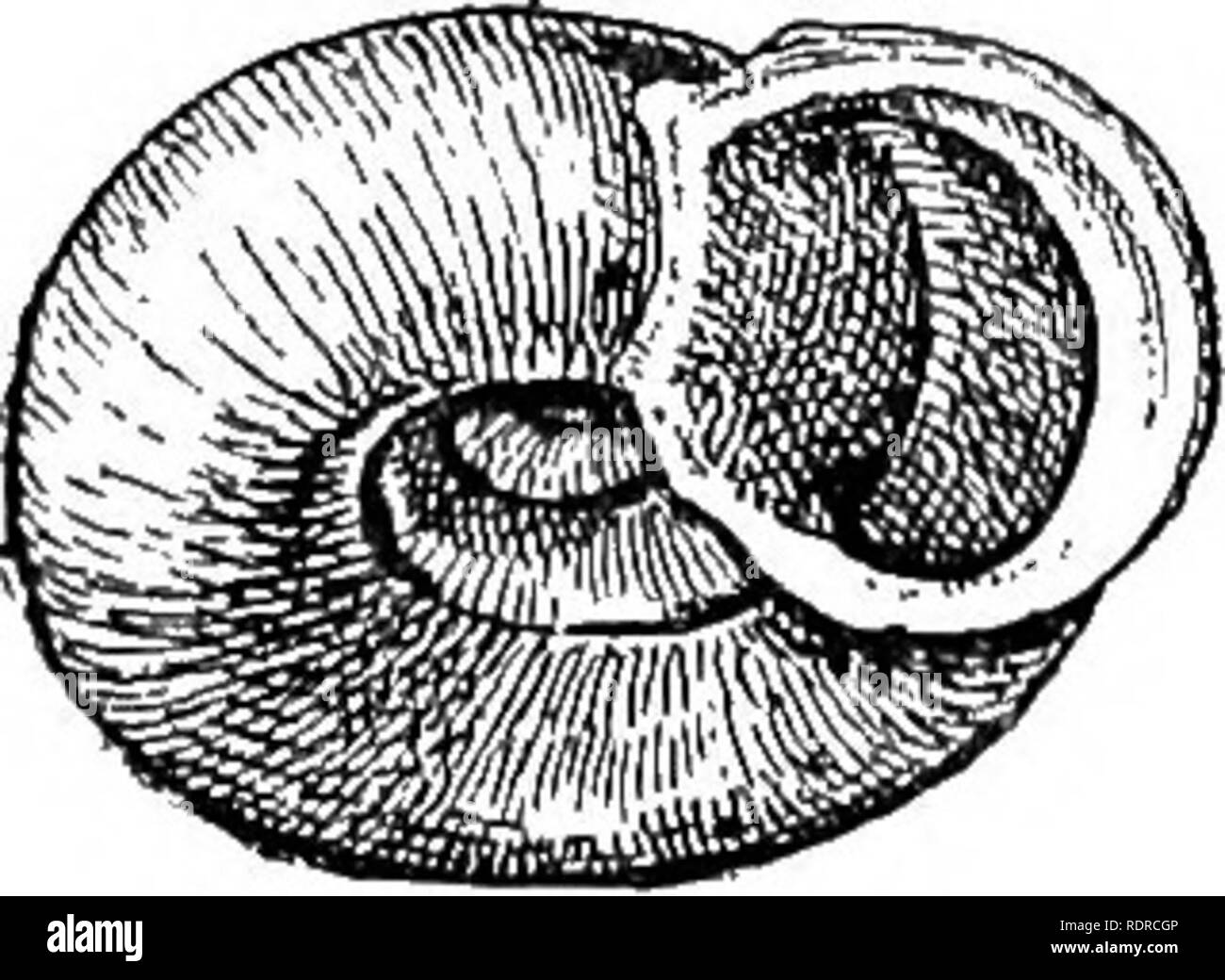 . Mollusca ... Mollusks. 56 HEXilCIDiE. y. Three parietal folds, *. Shell elliptic, palatal folds short, second scarcely curved. t. Lip much reflected. §. Two upper palatal folds terminating near the peristome colletti. §§. Palatal folds terminating further hack carabinata. It. Lip little reflected. §. Shell strongly and regularly rihbed. gudei. §§. Shell more faintly and irregularly ribbed. 1. Third palatal fold almost hori- zontal e7Tonea, 2. Fold.&quot;! very short, nearer aperture, third palatal fold very oblique, ascending v. erronella. **. Shell rounded, palatal folds longer, second much Stock Photo