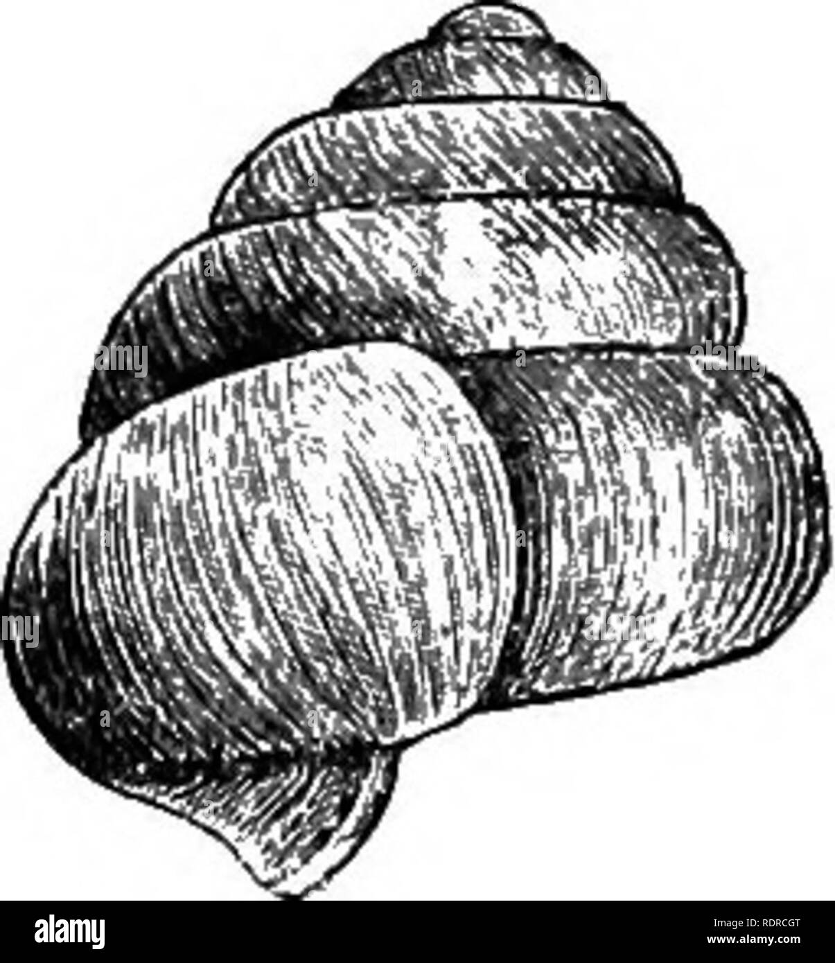 Mollusca ... Mollusks. Pig. 11.âPupisoma cotistrictiim. (From P. Z. S.) had  some doubts as to the generic position of the species. Since, however, in  contour as well as sculpture it accords