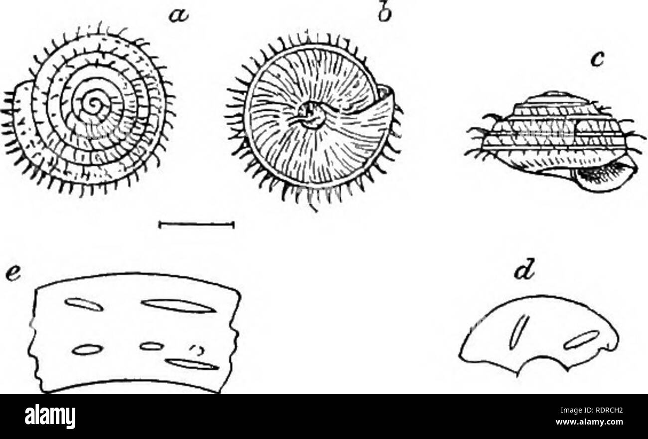 . Mollusca ... Mollusks. 32 ENDODONTIDiE. Original description :— &quot; T. perforata, convexo-lentieularis, tenuis, pellucida, cornea, oblique plicata, bicannata: carinis pills longis cillatis; splra parum elevata, vertici subtili; anfr. 4^ scalares, ultimus antice non descendens, basi vix convexus ; apertura subobliqua, depresse securiformis; perist. simplex, rectum, niarginibus subparallelis, columellari vix reflexiusculo. &quot; Diam. maj. 7|, min. 6^, alt. 31 mill.&quot; (Pfeiffer.) Sab. Ceylon {Skinner); JLa])atae {Gollett) ; Patapolla (Preston). The systematic position of this species  Stock Photo