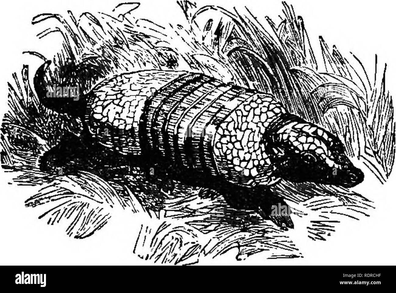 . Natural history. For the use of schools and families. Zoology. TOOTHLESS QUADRUPEDS. 73. Fig. 63.âSix-banded Armadillo. roasted in their shells. The Armadilloes live on carrion, insects, and fruit. They are all small, except one species, â which is called the Gigantic Armadillo, and weighs a hundred pounds or more. 128. The Sloth, Fig. 64, differs from all other arboreal. Please note that these images are extracted from scanned page images that may have been digitally enhanced for readability - coloration and appearance of these illustrations may not perfectly resemble the original work.. Ho Stock Photo