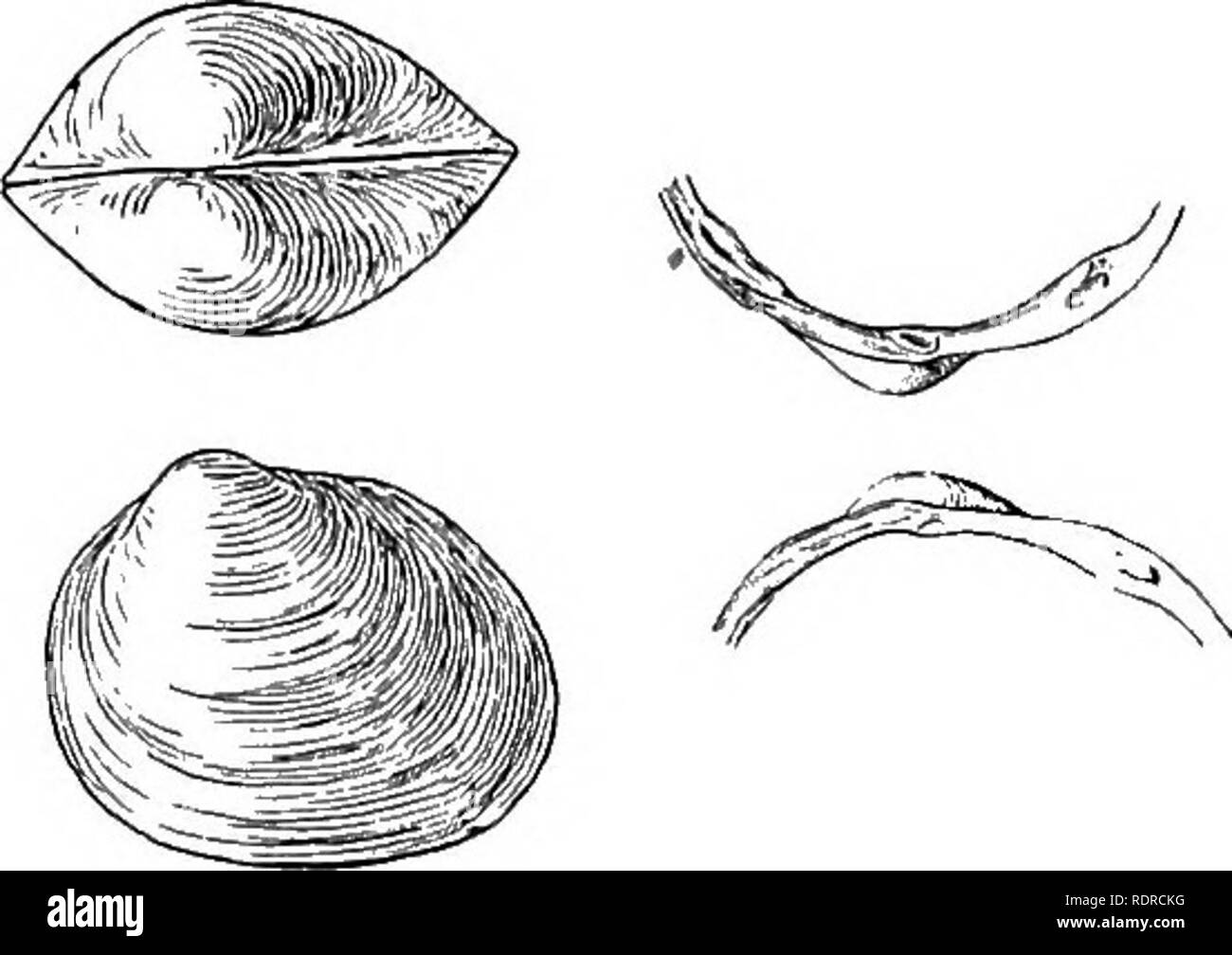 . Mollusca ... Mollusks. 226 CVRENID.53. 360. Pisidium bombayanum, Theobald. Pisidimn bombayanum, Tlieobald, J. A. S. B, xlv, 18r6, p. 188. Ori&lt;/inal description:âTesta subovali, tuiriida, tenui, inoequi- laterali, postice rotuudata, vix truucafca; antice rotundata eloiigata; exilissime et eonfertim concentrice striata; dente. iFig. 28.  &amp; 2. PisiiJiiiHt hombayammi, Theob. ('rvpe.) x3 3. Hinge of the same. X3. â cardinali minutissimo ; dentibus lateralibus in valva dextra geminis, in sinistra autein singulis. Long. 3-70, iat. 4-30, diam. 2-70 mm. iflab. Western Ghats (W. T. Blanfonl).  Stock Photo