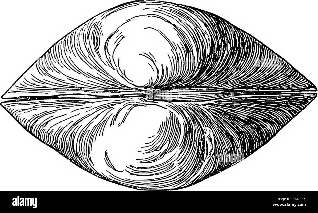 . Mollusca ... Mollusks. CTEEjSrA. 203. Please note that these images are extracted from scanned page images that may have been digitally enhanced for readability - coloration and appearance of these illustrations may not perfectly resemble the original work.. Blanford, William Thomas, 1832-1905; Godwin-Austen, Henry Haversham, 1834-1923; Gude, Gerard Kalshoven, 1858-; Preston, Hugh Berthon, 1871-. London, Taylor and Francis; [etc. , etc. ] Stock Photo