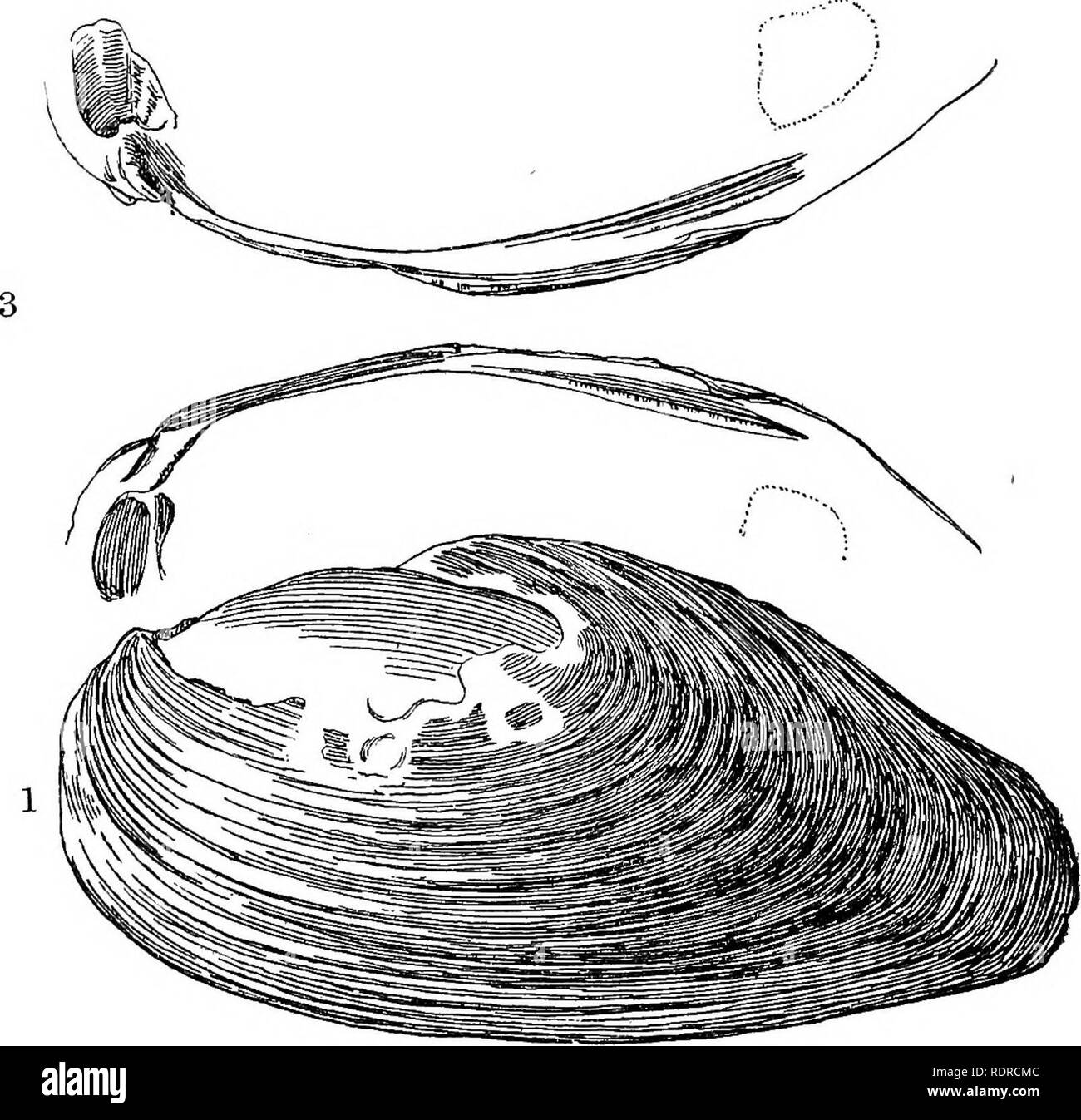 . Mollusca ... Mollusks. â 3. Hinge aiidmuBOular scars of same.. Please note that these images are extracted from scanned page images that may have been digitally enhanced for readability - coloration and appearance of these illustrations may not perfectly resemble the original work.. Blanford, William Thomas, 1832-1905; Godwin-Austen, Henry Haversham, 1834-1923; Gude, Gerard Kalshoven, 1858-; Preston, Hugh Berthon, 1871-. London, Taylor and Francis; [etc. , etc. ] Stock Photo