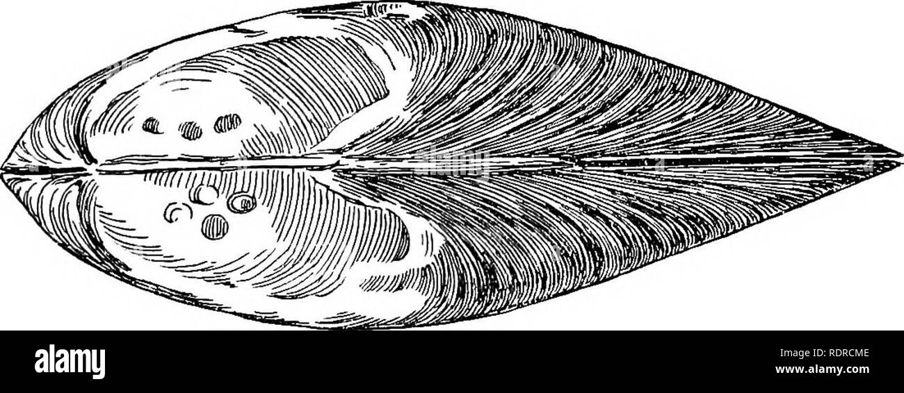 . Mollusca ... Mollusks. LAMELLIDBSe. 189 2 2. Please note that these images are extracted from scanned page images that may have been digitally enhanced for readability - coloration and appearance of these illustrations may not perfectly resemble the original work.. Blanford, William Thomas, 1832-1905; Godwin-Austen, Henry Haversham, 1834-1923; Gude, Gerard Kalshoven, 1858-; Preston, Hugh Berthon, 1871-. London, Taylor and Francis; [etc. , etc. ] Stock Photo