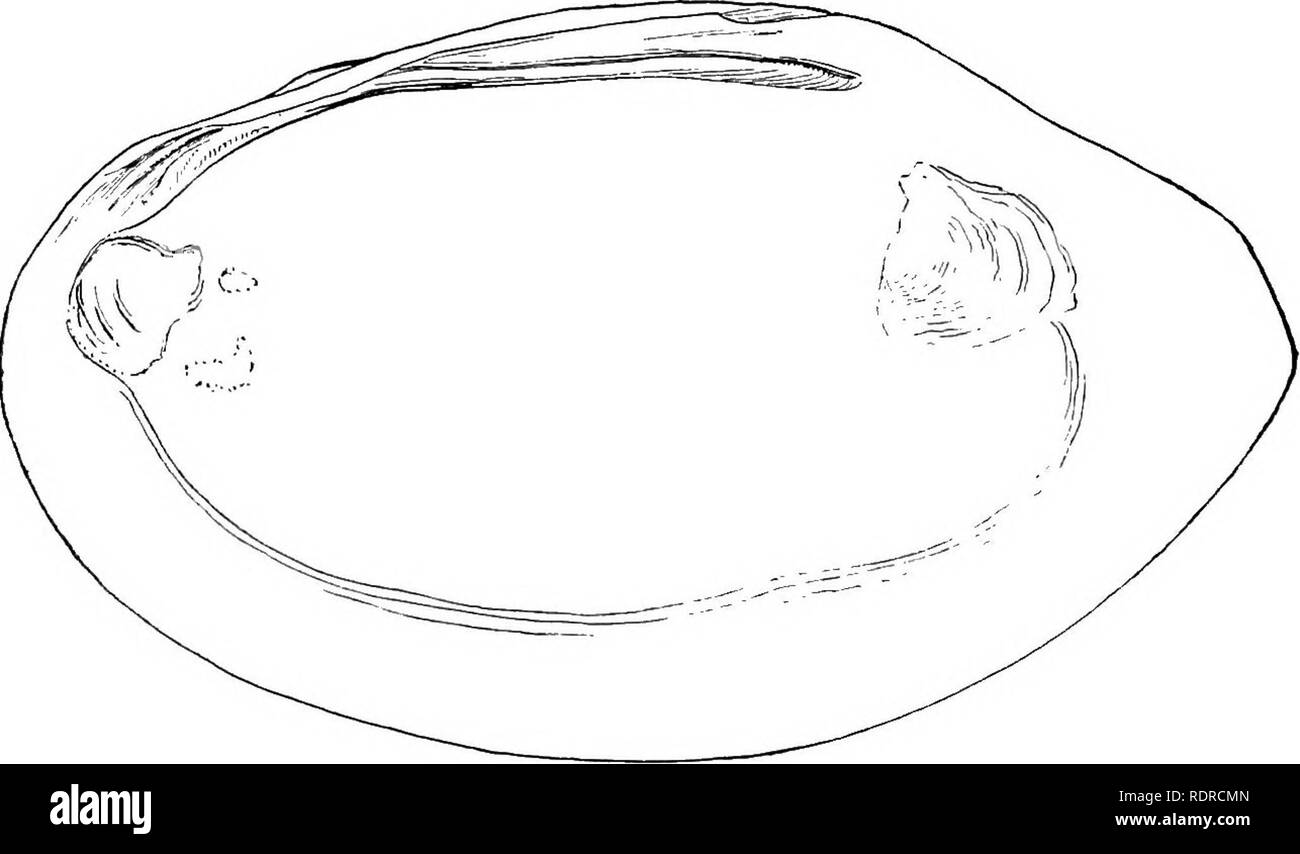 . Mollusca ... Mollusks. Hig. 20.—1. LameUidciis (L.) ,Mir/inalh (Lk.), vav. aawudJi/eiiais (Type specimen.) Nat. size. 2. Muscular scavs and pallial impression of same.. Please note that these images are extracted from scanned page images that may have been digitally enhanced for readability - coloration and appearance of these illustrations may not perfectly resemble the original work.. Blanford, William Thomas, 1832-1905; Godwin-Austen, Henry Haversham, 1834-1923; Gude, Gerard Kalshoven, 1858-; Preston, Hugh Berthon, 1871-. London, Taylor and Francis; [etc. , etc. ] Stock Photo