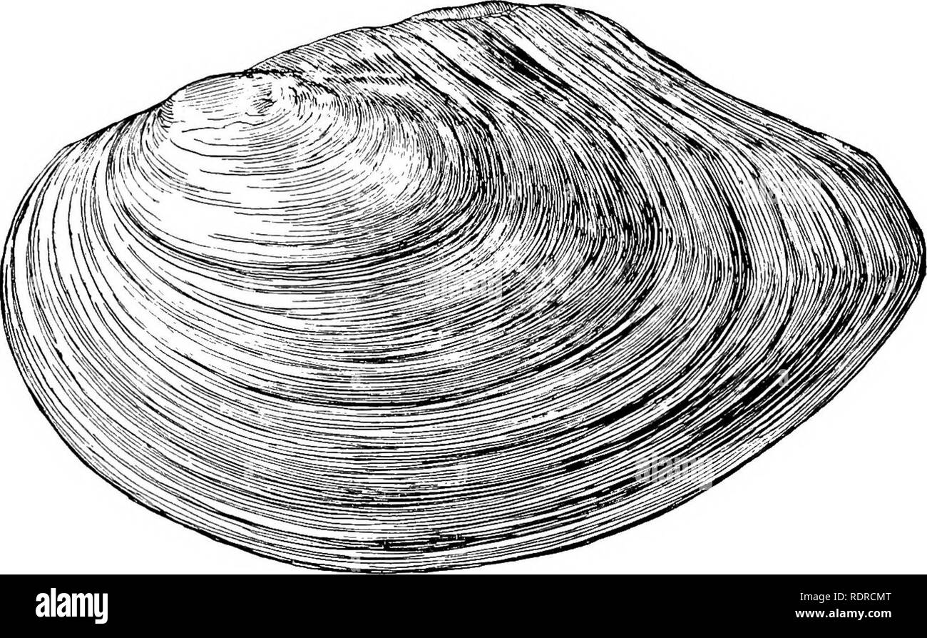 . Mollusca ... Mollusks. 180 TJIflONIDjB.. Please note that these images are extracted from scanned page images that may have been digitally enhanced for readability - coloration and appearance of these illustrations may not perfectly resemble the original work.. Blanford, William Thomas, 1832-1905; Godwin-Austen, Henry Haversham, 1834-1923; Gude, Gerard Kalshoven, 1858-; Preston, Hugh Berthon, 1871-. London, Taylor and Francis; [etc. , etc. ] Stock Photo