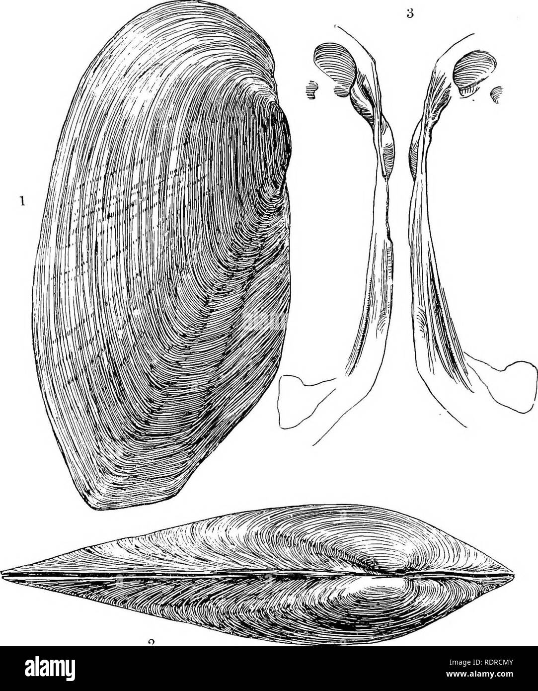 . Mollusca ... Mollusks. 182 unionid.t:.. Fig. 19.—1 &amp; 2. LamellkJens (L.) marginalia, Lk. var. sublamellata, Preston. (Type.) Nat. size. 0, Hinge and luuseular Bears of same.. Please note that these images are extracted from scanned page images that may have been digitally enhanced for readability - coloration and appearance of these illustrations may not perfectly resemble the original work.. Blanford, William Thomas, 1832-1905; Godwin-Austen, Henry Haversham, 1834-1923; Gude, Gerard Kalshoven, 1858-; Preston, Hugh Berthon, 1871-. London, Taylor and Francis; [etc. , etc. ] Stock Photo