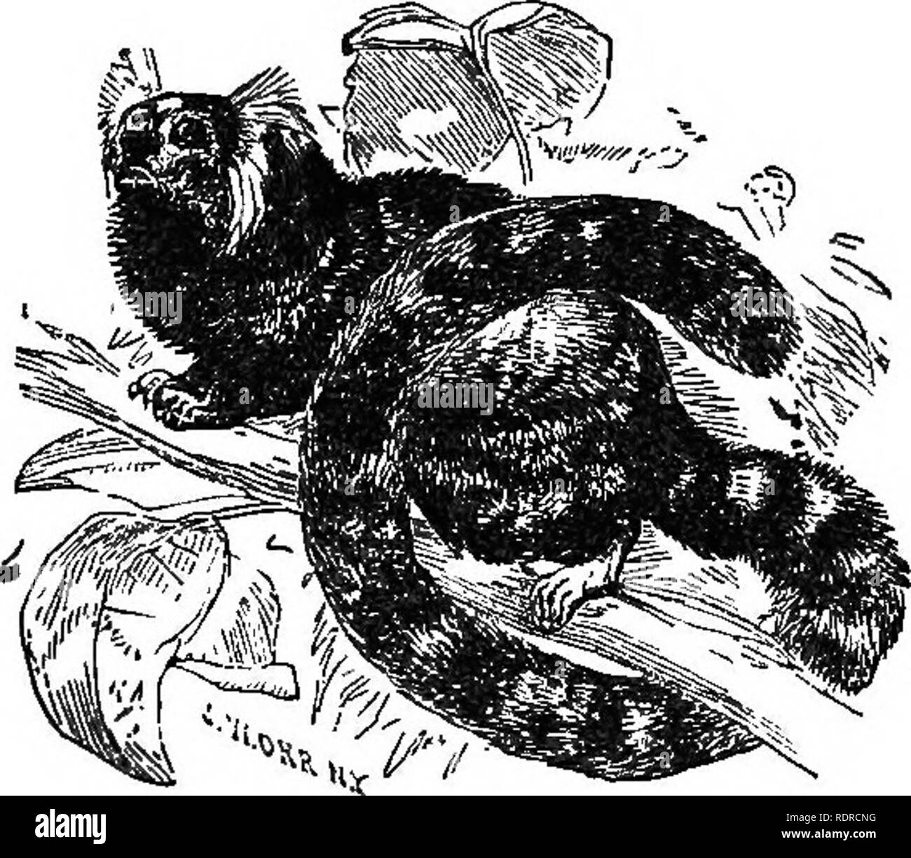 Distinguished Monkey Food in monkeys hand Black and White Stock Photos & Images - Alamy