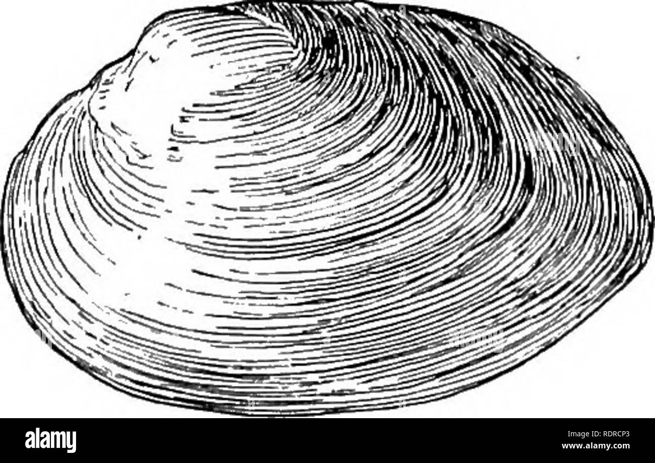 . Mollusca ... Mollusks. Fig. 10.—Parreysia (P.) Javidetis (Beua.), var. chrysis (Bens.). (Specimen.) Nnt. size. umbonal rugae very strong and extended; cardinal teeth mostly narrower than in the type ; nacre salmon-tinted. Long. 27, lat. 35, diam. 16 mm. Bah. Elver Dojora at Kareily Ghat, near Bareilly. A specimen in the Indian Museum is labelled Patna.. Fig. 11.—Parreysia (P.) favidens (Bens.), var. viridula (Bens.). (Specimen.) Nat. size. Var. viridula (Benson). Unio favidens, var. viridula, Benson, A. M. N. H. x, 1862, p. 189. Original description :—Form of type, but more compressed ;. Ple Stock Photo