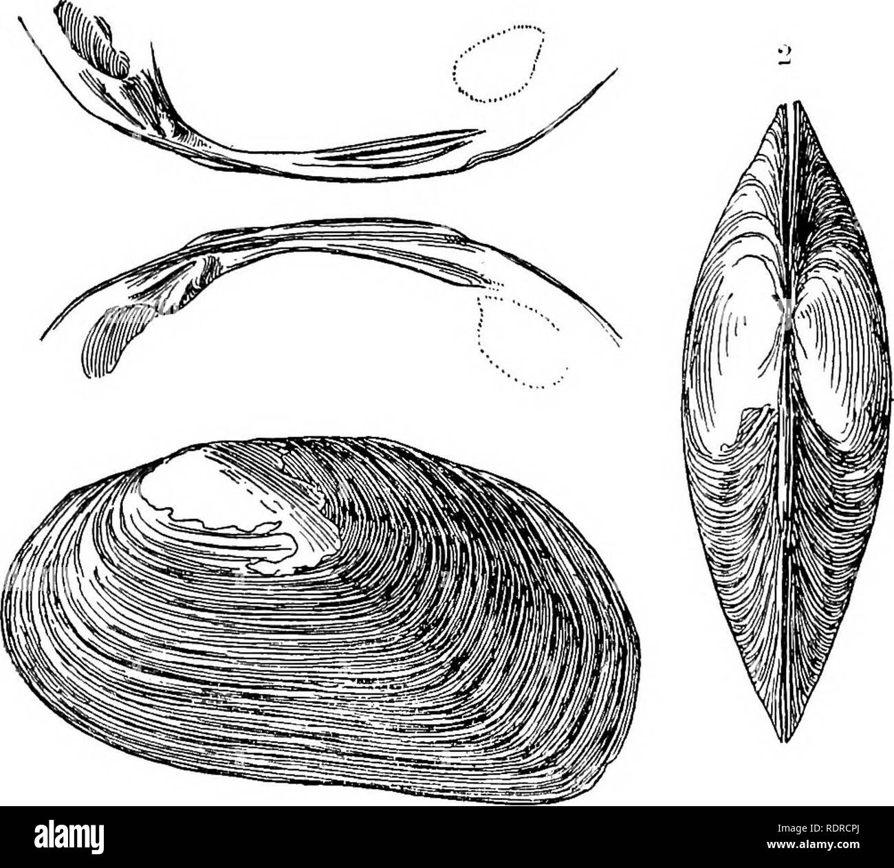 . Mollusca ... Mollusks. 144 VSIOlflDJE. scars somewhat deeply excavated, especially above; posterior scars ovate, lightly impressed; interior of shell nacreous shading from 3-i. i'ig. 8.—1 &amp; 2. Noduktria (N.) theobaldi, Preston (type), nat. size. 3. Hinge and muscular soars of same. pale flesh-colour to bluish iridescent, especially towards the posterior margins. Long. 34, lat. 60, diam. 19 mm. ffab. Manipur. The type is in the Indian Museum. 279. Nodularia (Nodularia) olivaria (Lea). Nodularia (Nodularia) olivaria (Lea) Simpson, Washington, D.O., Smiths. Inst., Nat. Mus. Proc. xxii, 1900 Stock Photo