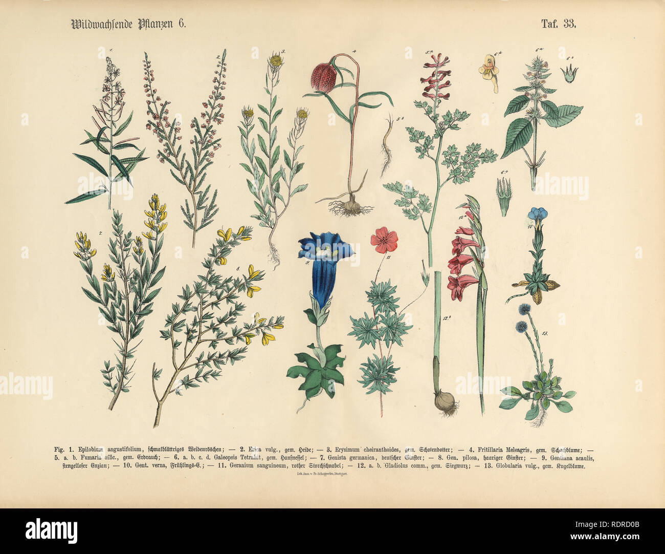 Wildflower and Medicinal Herbal Plants, Victorian Botanical Illustration Stock Photo