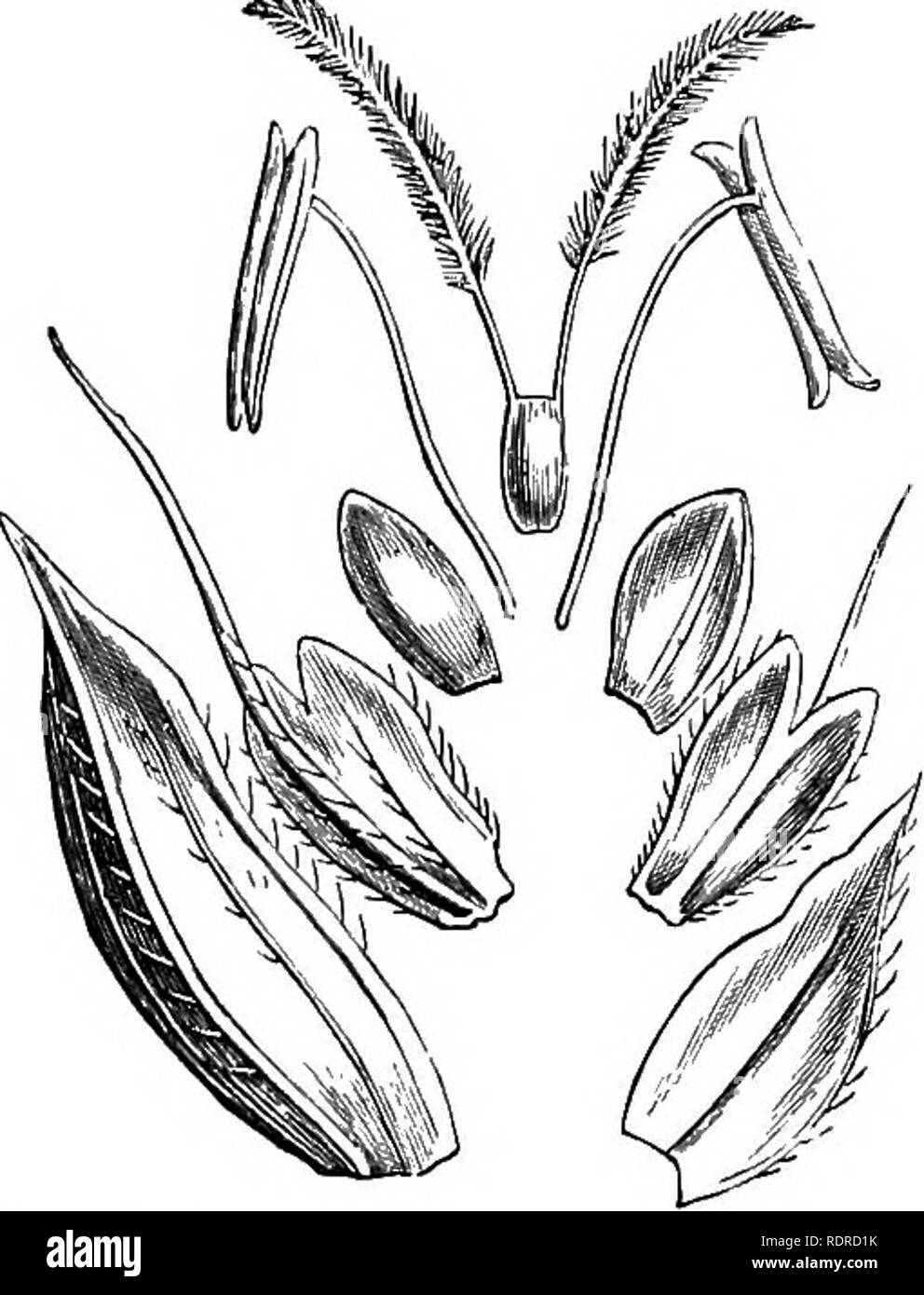. Notes on the life history of British flowering plants. Botany; Plant ecology. 432 BRITISH FLOWERING PLANTS. and Fig. 345 of useful in these ways, but is not an even more important service that they tend to pre- vent the seeds being eaten ? Fig. 346 gives a diagram of a spikelet of Antho- xanthum Wheat. The flowers open only once, generally in the morn- ing, through the swelling of the lodicules. As usual in wind flowers the fila- ments are very thin, so that the anthers are easily shaken by the wind. Some species have cleistogamous flowers. FiQ. 346. — Diagram of a spikelet of rni n 11 Antho Stock Photo