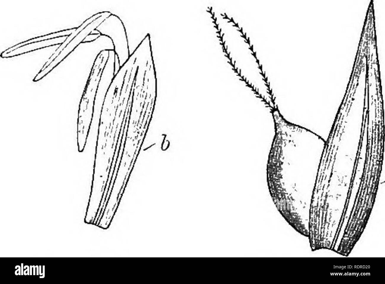. Notes on the life history of British flowering plants. Botany; Plant ecology. 430 BRITISH FLOWERING PLANTS species, m our. Fig. 342. Fig. 343. Fig. 342.—Sedge {Garex acuta). Male flower, consisting of three stamens in the axil of a bract, b. Fig. 343.—Female flower. The bract subtends a compressed ovary sur- rounded by a sac from which project the two hairy stigmas. flora, numbering about sixty species. Mr. Reid records fruits of nine species from pre- glacial and interglacial beds in various parts of the country. In some species the male and female florets are on difi'erent plants (C dioica Stock Photo