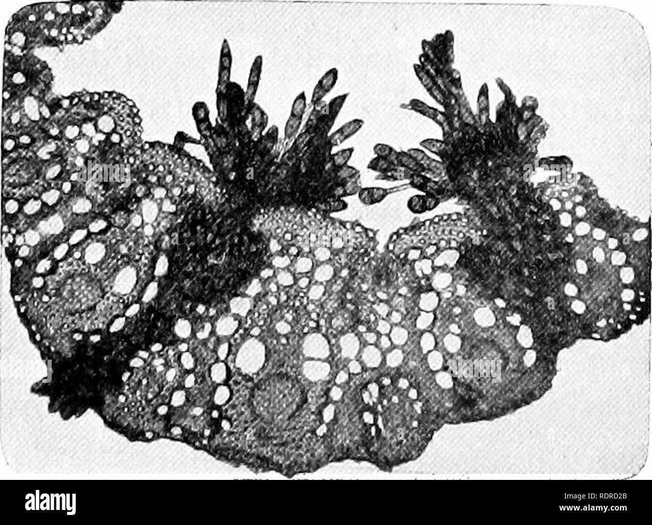 . Introduction to botany. Botany. w Fig. 141. A, clusters of uredospores of wheat rust breaking through the epiderinis between the parallel veins of a leaf of wheat. B, a cross section through one of the spore clusters of A, showing the uredospores highly magnified. to other leaves by the wind, put forth enter the leaf through the stomata.. Fig. 142. Photomicrograph of a cross section of a grass leaf parasitized by Puccinia. The mycelium of the fungus extends through the leaf and bears clus- ters of teleutospores at the upper surface. minate and produce filaments, each spores (Fig. 143) which  Stock Photo