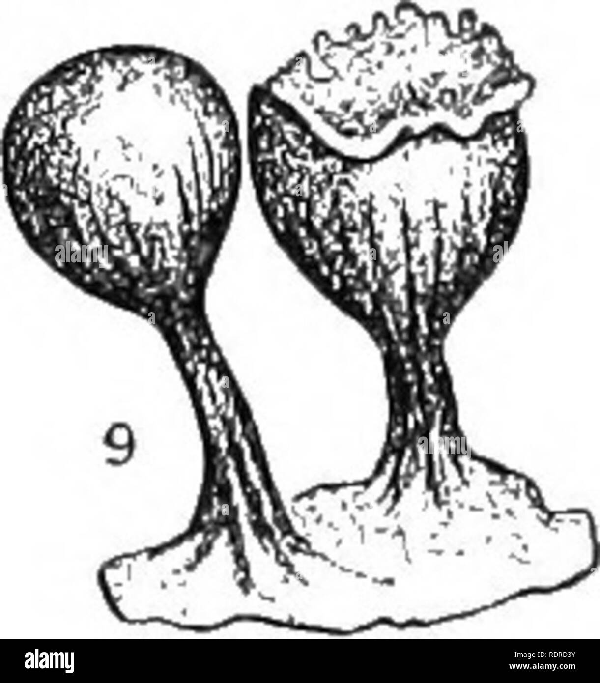. Introduction to botany. Botany. Fig. 132. Myxomycete or Slime Mould, i, a bit of Plasmodium. 2, a small Plasmodium. 3, a spore. 4 and 5, protoplast escaping from the spore. 6 and 7, stages suc- ceeding s, motile protoplasts which finally fuse to form 2 and i. 8 and 9, dif- ferent forms of sporangia bearing spores such as 3. After Prantl and Massey. boundary line between the lowest plants and animals, but the character and nature of formation of their spores seem to warrant their classification among plants. In its vegeta- tive or Plasmodium state (see Fig. 132) a slime mouid creeps. Please n Stock Photo