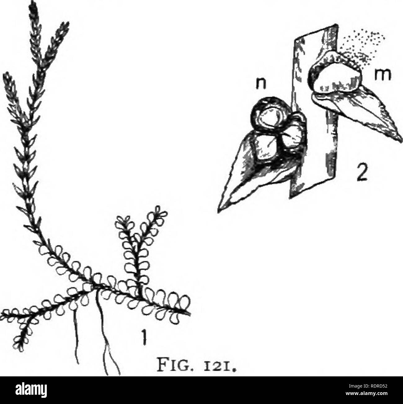 . Introduction to botany. Botany. Flowers. 203. does not differ from a foliage leaf in appearance. One kind of sporangium contains relatively small spores termed microspores (Fig. 121) which on germination give rise to a rudimentary plant body called prothallmm, bearing sperm cells; and the other sort of sporangium contains relatively large spores, the macro- spores (Fig. 121), which on germination produce a prothalUum bearing egg cells. The sporangium containing macrospores is termed niacrosporan- gimn, and the sporophyll subtending it macrosporo- phyll, while the corre- sponding parts relati Stock Photo
