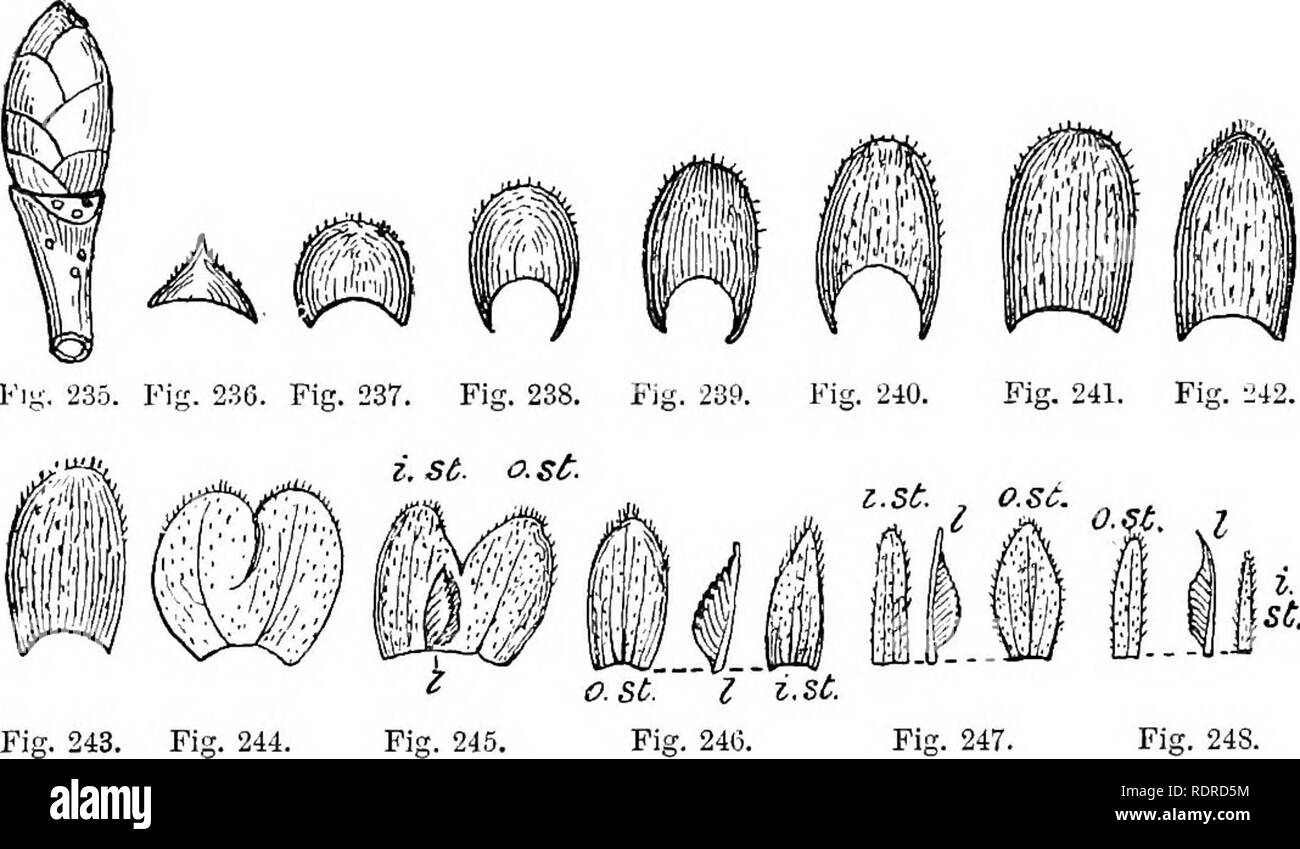 . Notes on the life history of British flowering plants. Botany; Plant ecology. DLMACE/E 359 each consists of two connate stipules. This is further suggested by the fact that thej are sometimes bifid at the summit, as shown in Fig. 244. The young leaf, moreover, is situated, not between two scales, as in the Beech, but within and opposite the middle of the often bifid scale. The outer four stipular scales are coriaceous, dark brown, brittle, and more or less ciliate towards the apex. Owing to their being connate, however, the single piece occupies the central position of the leaf, the. Fig. 24 Stock Photo