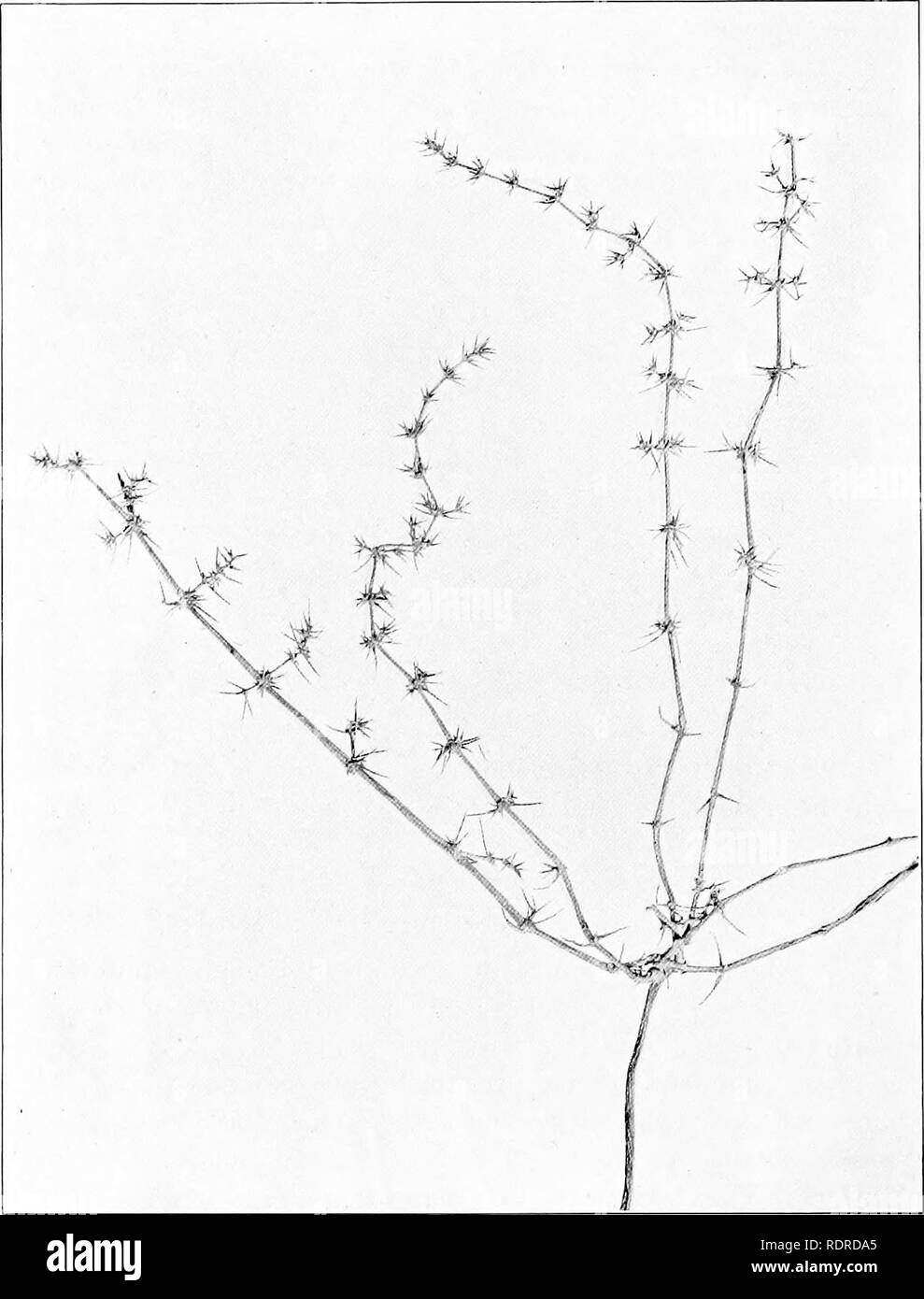 . Studies on the vegetation of the Transcaspian lowlands. Botany. — 248 — With regard to the structure of the leaf and stem, refer- ence to fig. 71 renders any description unnecessary. The. Fig. 70. Horaninowia uliciiia. Part of a iDlant, July. stem has bands of green tissue alternating with bands of coUenchyma (fig. 71 C).. Please note that these images are extracted from scanned page images that may have been digitally enhanced for readability - coloration and appearance of these illustrations may not perfectly resemble the original work.. Paulsen, Ove, 1874-1947; Second Danish Pamir expedit Stock Photo