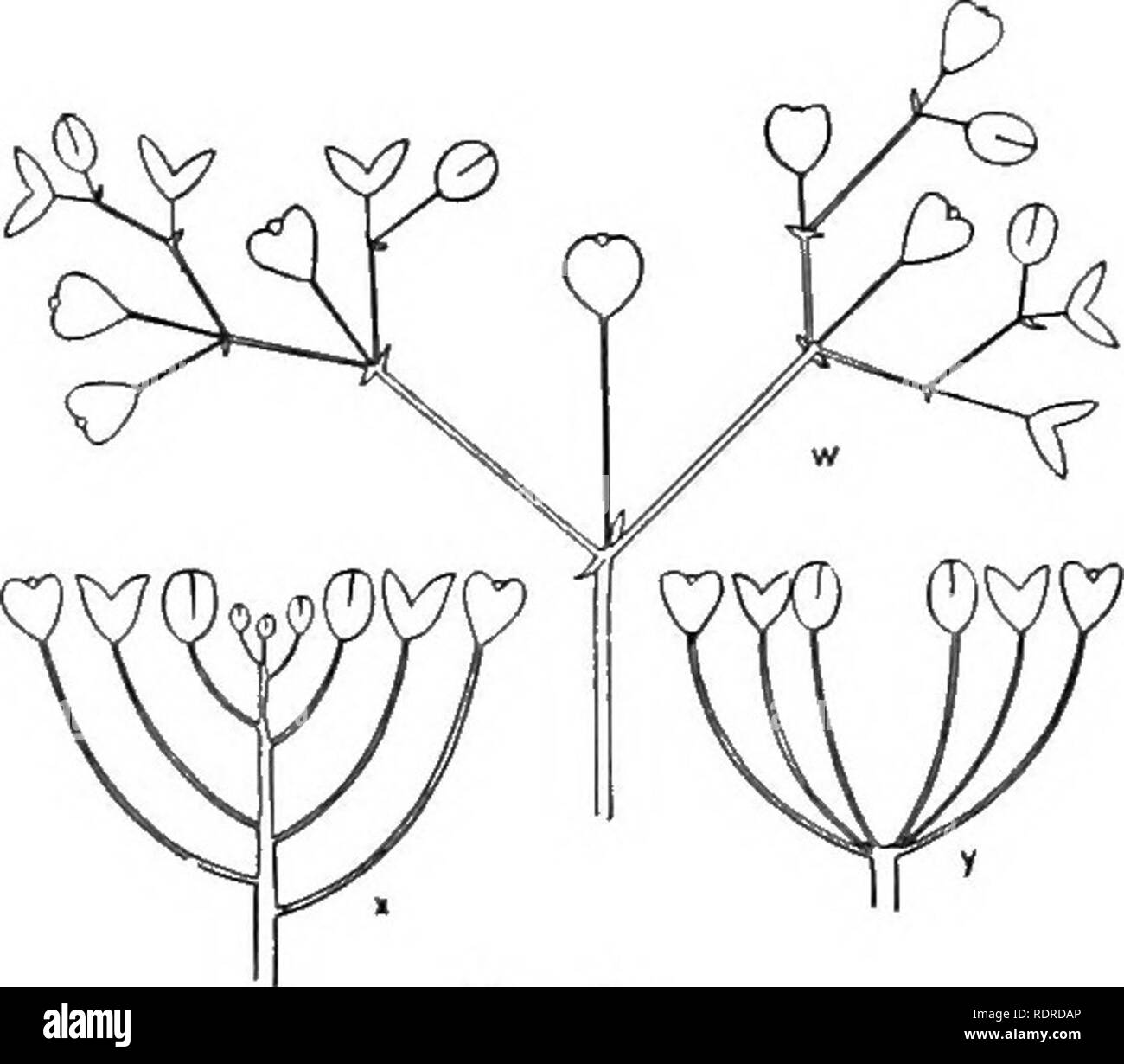 . Introduction to botany. Botany. Flowers. ^59. Fig. 83. IV, a crowded cyme or fascicle; x, a corymb; y, an umbel. of a corymb, whose older flowers differ from those of a raceme in having their pedicels elongated so that a some- what flat-topped flower cluster is produced, y stands for an umbel, having the pedicels of nearly equal length, and inserted at about the same height on the common axis. 2c represents a head of the corriposite type, and t a head of the clover type with the receptacle much exaggerated. The raceme, spike, corymb, umbel, and head are called indeterminate; they have this f Stock Photo