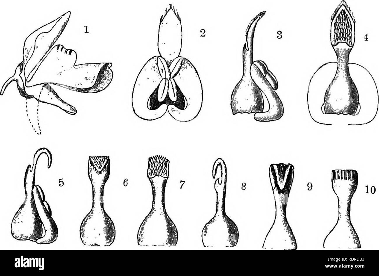 . Notes on the life history of British flowering plants. Botany; Plant ecology. Fig. 174.— Utricularia vulgaris, a, flower seen from the side ; I, flower seen from the front; c, ovary and pistil ; d, stamen ; e, part of leaf showing a bladder.. Fig. 175.—Utricularia vulgaris. 1, The flower, natural size. The dotted line shows the position which the spur takes on the downward pressure of the under lip. 2, Stamens and pistil shortly before the opening of the bud, viewed from under- neath. 3, The same, viewed from the side. 4, The same, viewed from above. 5, The same, from a newly opened bud, vie Stock Photo