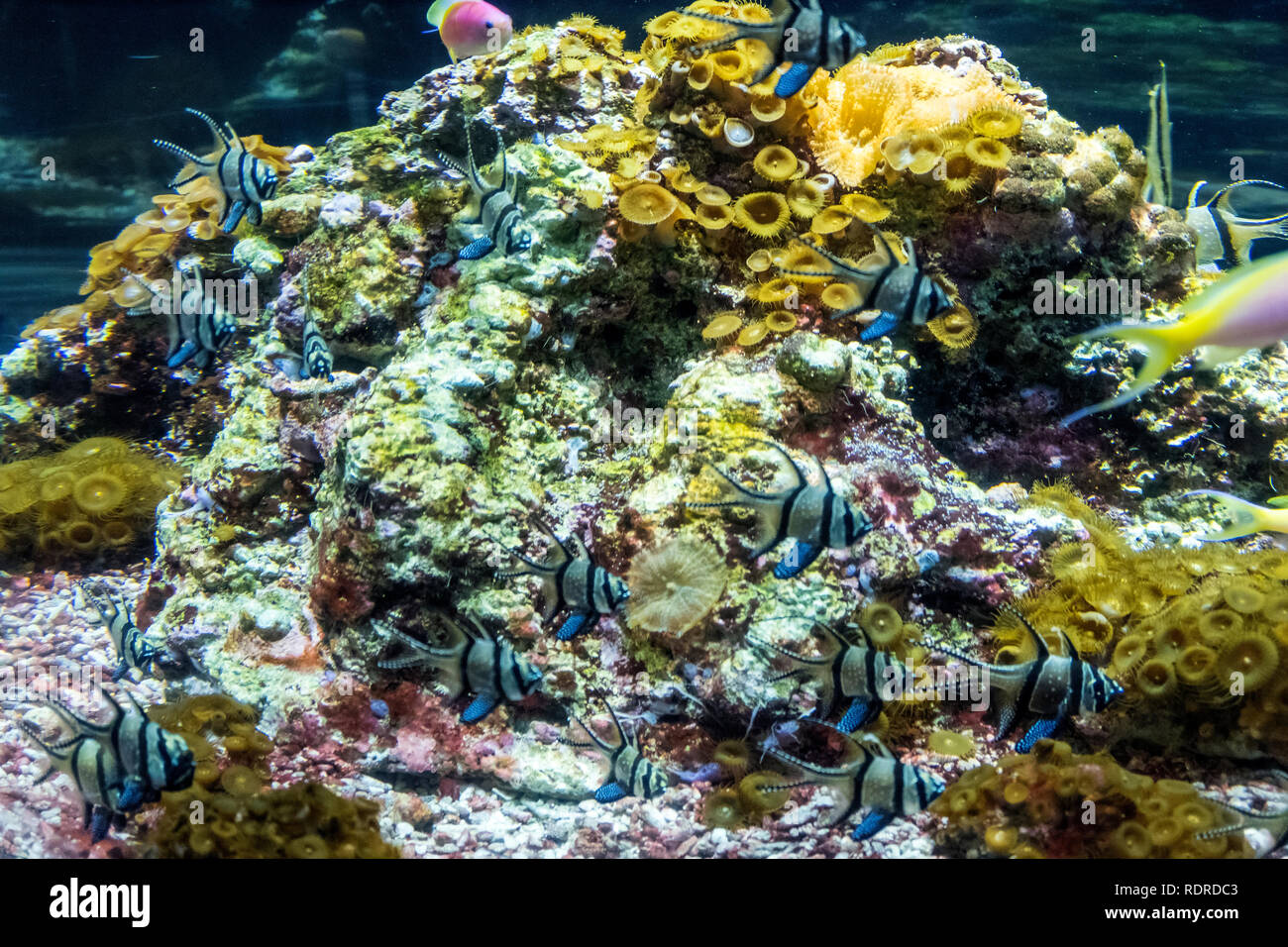 Image showcasing Underwater landscape with coral reef and fish. The aquarium inhabitants ...