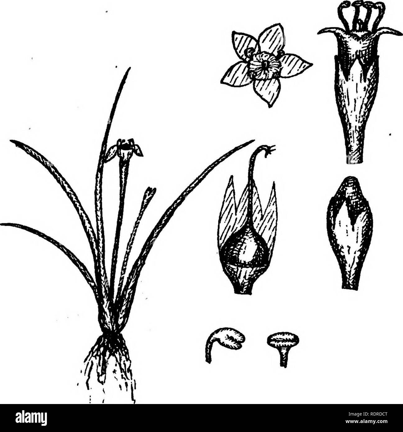 . The Tasmanian flora. Botany. LIMOSELLA AQUATICA. L. John VniL .CovERNMEHT PnmnRjAsuuiift.. Please note that these images are extracted from scanned page images that may have been digitally enhanced for readability - coloration and appearance of these illustrations may not perfectly resemble the original work.. Rodway, Leonard. Hobart, Tasmania, J. Vail, Govt. Printer Stock Photo