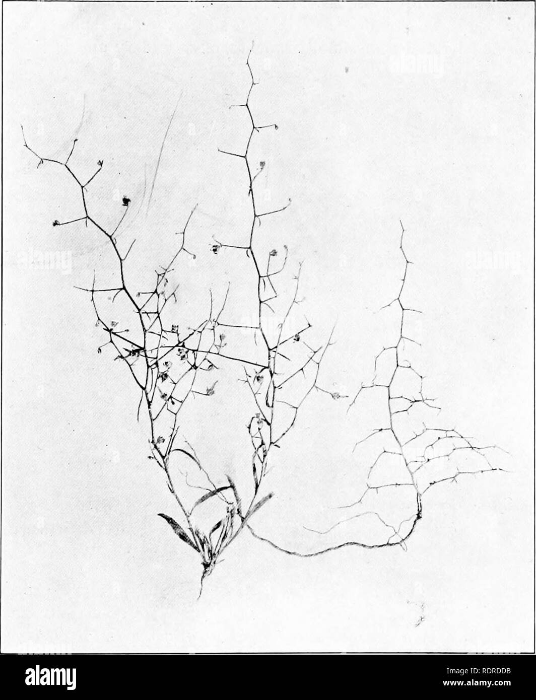 . Studies on the vegetation of the Transcaspian lowlands. Botany. — 225 — Convolvulus erinaceus Ldb. An underslirub with very long roots and preferring somewhat stationary sandy soil. It attains a height of about. Fig. 52. Convolvulus erinaceus. To the left a leaf-bearing plant (June). To the right a specimen which has shed its leaves. (July). 40 centimetres, but according to Aitchison it may reach the height of 1 metre (2—3 feet). The year-shoots are stiff, strongly branched, geniculate at the nodes and the branches 15. Please note that these images are extracted from scanned page images that Stock Photo