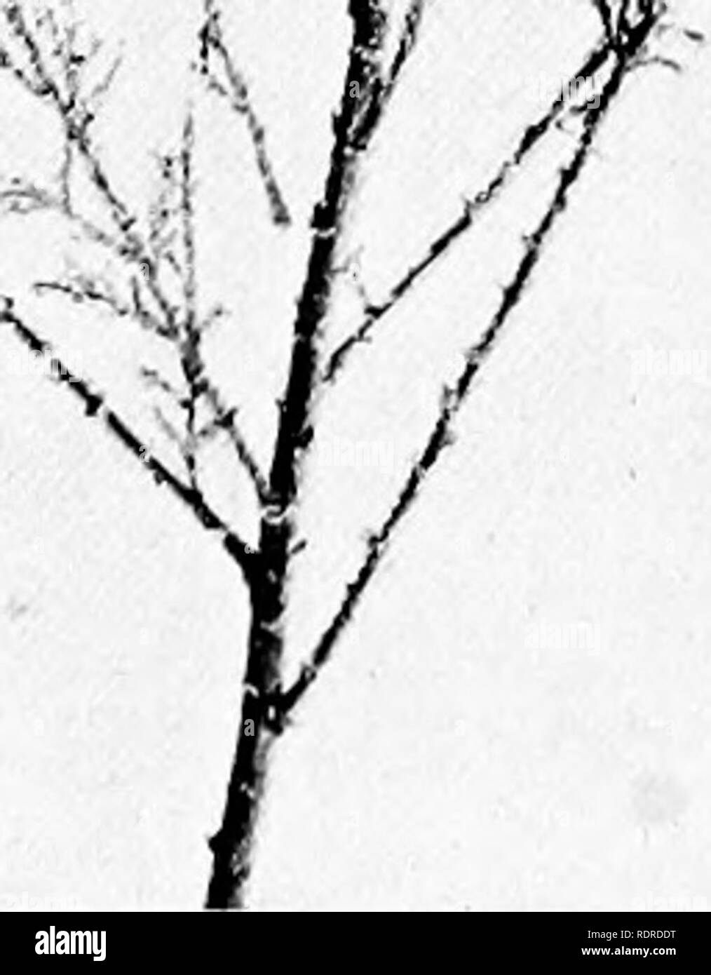 . Studies on the vegetation of the Transcaspian lowlands. Botany. Fig. 48. Tamarix hispida. Yeai-slioot with Qowering branches at the top, vegetative at the base. August.. Please note that these images are extracted from scanned page images that may have been digitally enhanced for readability - coloration and appearance of these illustrations may not perfectly resemble the original work.. Paulsen, Ove, 1874-1947; Second Danish Pamir expedition. Copenhagen, Gyldendalske Boghandel Stock Photo
