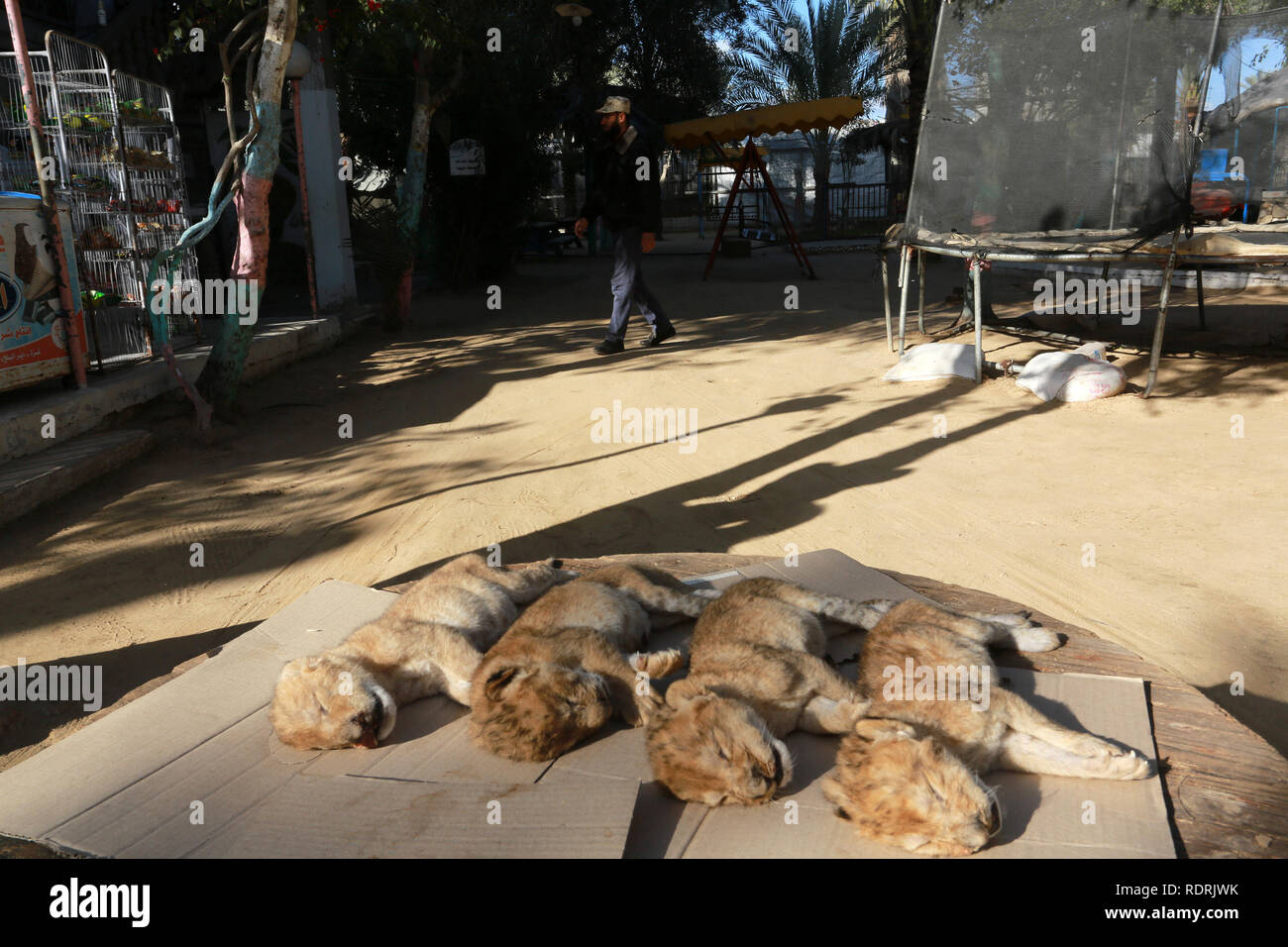 Gaza, Palestinian Territories. 18th Jan, 2019. The dead bodies of four newly born lion cubs prior to their burial at a zoo, in Rafah, in the southern Gaza Strip on January 18, 2019. According to a zoo official the cubs died during a winter storm. Abed Rahim Khatib/Awakening/Alamy Live News Stock Photo