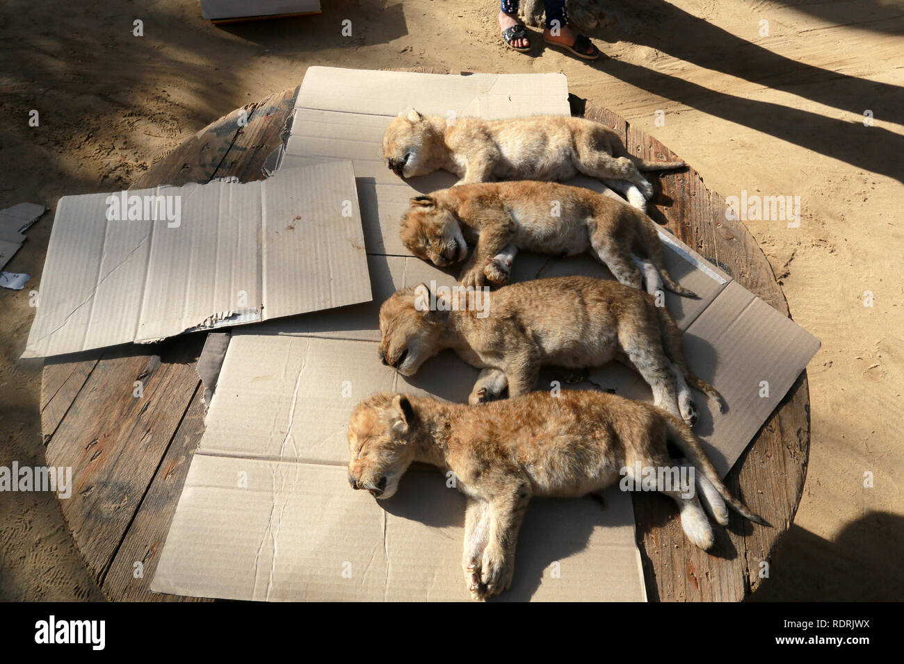 Gaza, Palestinian Territories. 18th Jan, 2019. The dead bodies of four newly born lion cubs prior to their burial at a zoo, in Rafah, in the southern Gaza Strip on January 18, 2019. According to a zoo official the cubs died during a winter storm. Abed Rahim Khatib/Awakening/Alamy Live News Stock Photo