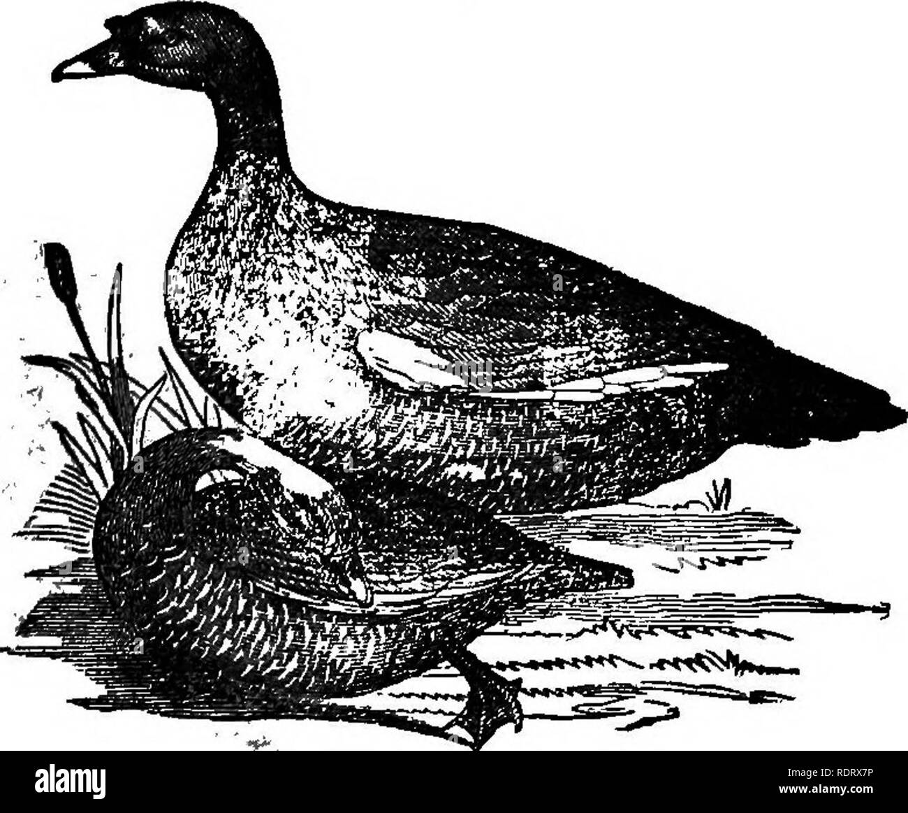 . The new American poultry book, containing all the different varieties of fowls, with complete instructions ... Poultry. DUOK. THE DUCK.. mjSCOTT DUCK. It is not in all eituations that Ducks can be kept with advan- tage; they tequire water much more, even, than the goose; they are no grazers, yet they are hearty feeders. Nothing comes amiss to them in the way of food: green vegatables; kitchen scraps; meal of all sorts made into apaste; grains; bread; worms; insects; all are accepted with eagerness. Their appetite is not at all fastidious; in fact they eat most everything, and eat all they ca Stock Photo
