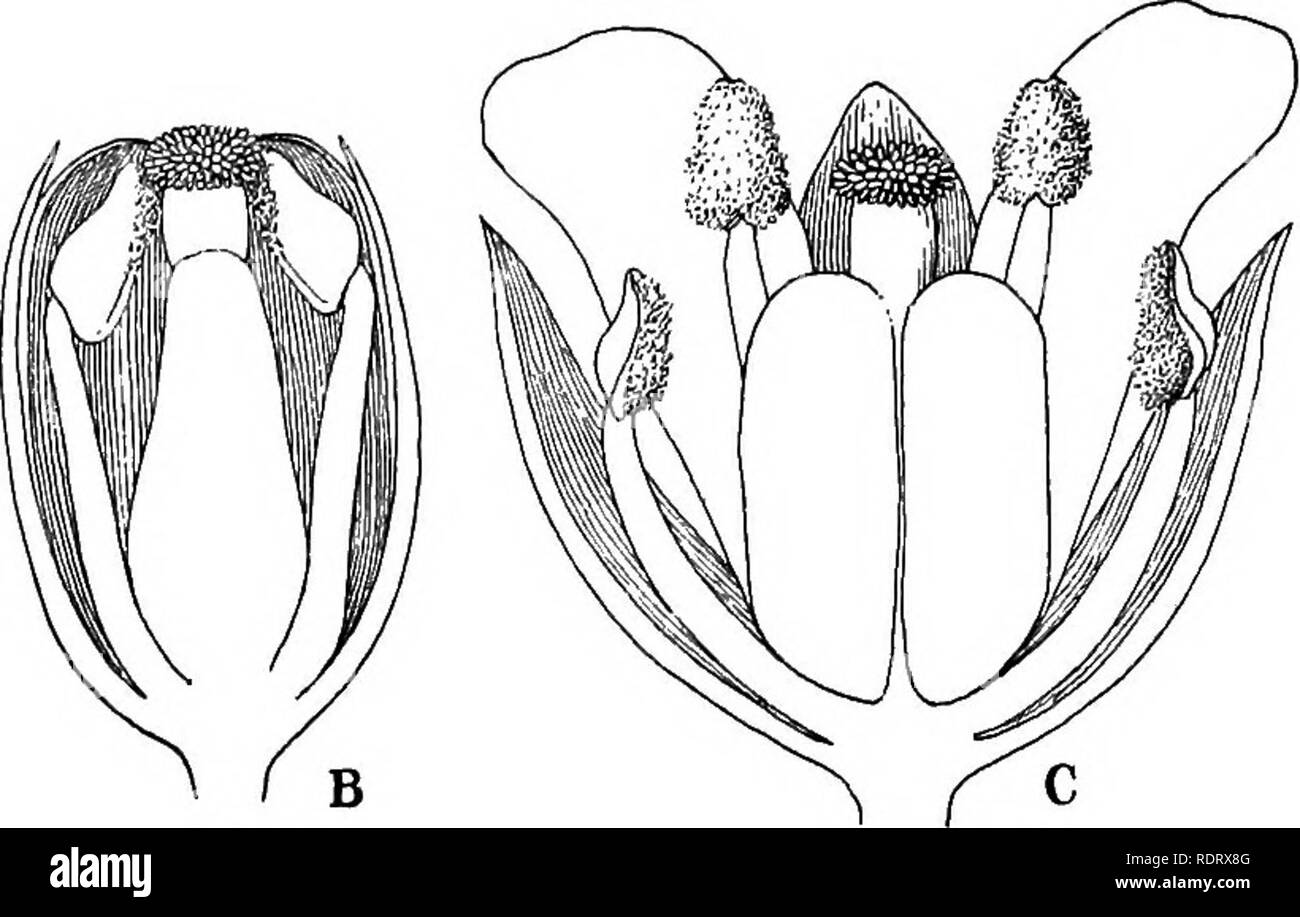 . Bursa bursa-pastoris and Bursa heegeri biotypes and hybrids. Bursa heegeri; Plant hybridization. Fig. 1.—Enlarged sections of buds and flower of Bursa bursa pastor is, show- ing three stages in anthesis. A. Exposure of the stigtnatic surface for the reception of foreign pollen. B. Anthers opening in contact with the stigma, thus insuring self-pollination. C. The flower fully open, allowing the access of the visiting insects to the pollen. All magnified 20 diameters. The conditions which favor cross-fertilization are : («) Slight prote- rogyny, which allows the stigma to receive foreign polle Stock Photo